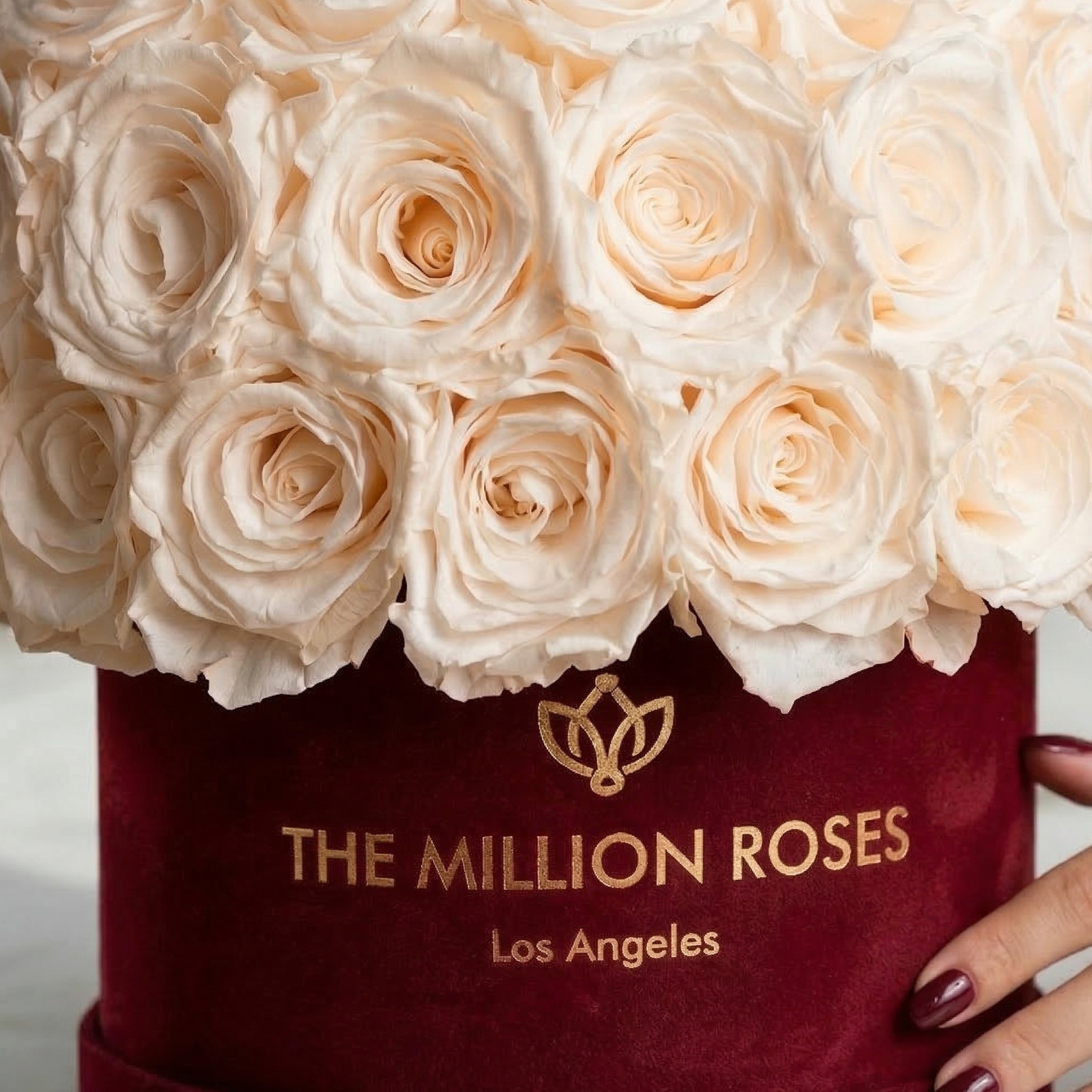 Classic Bordeaux Suede Superdome Box | White Roses