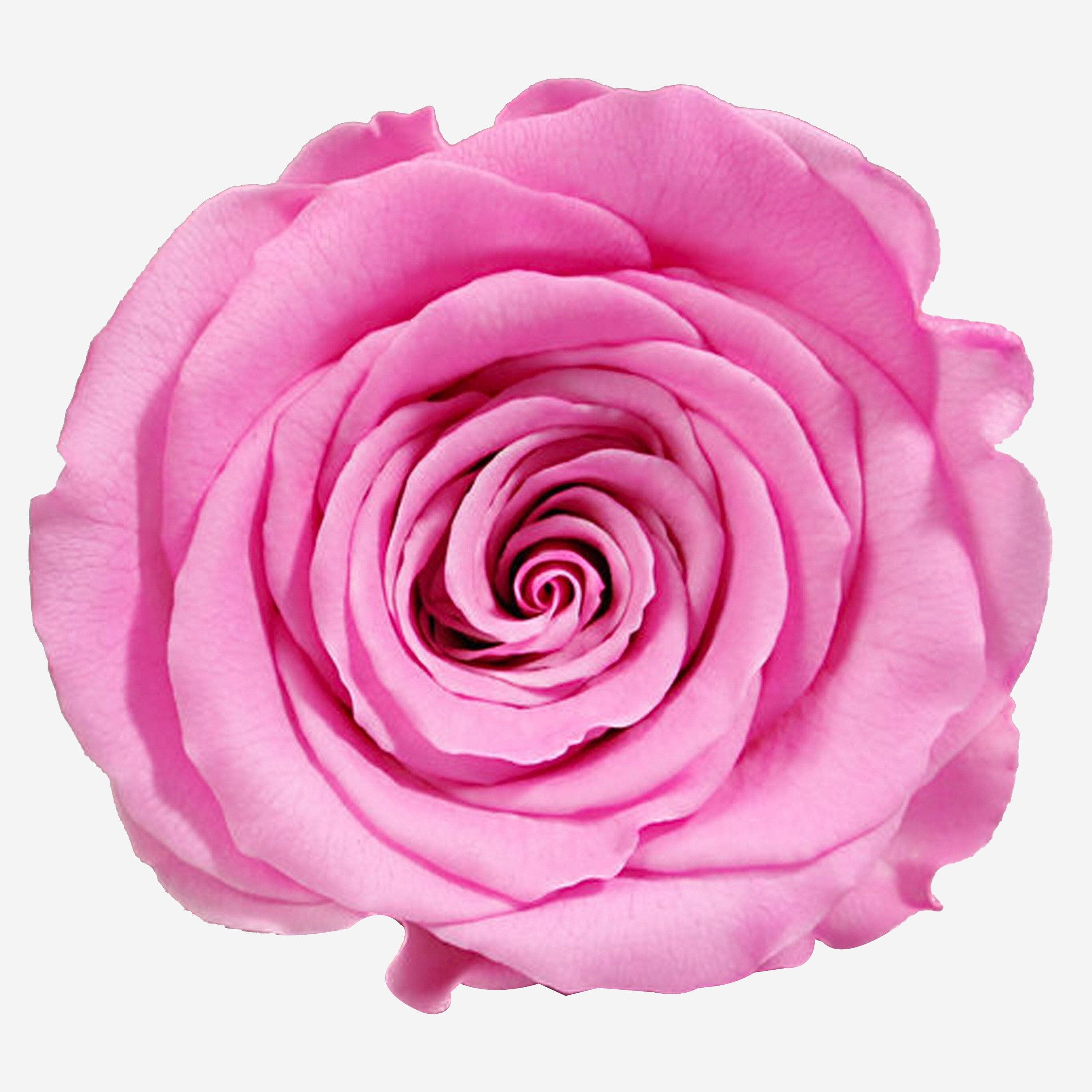 Long Stem Roses | Candy Pink Roses - The Million Roses