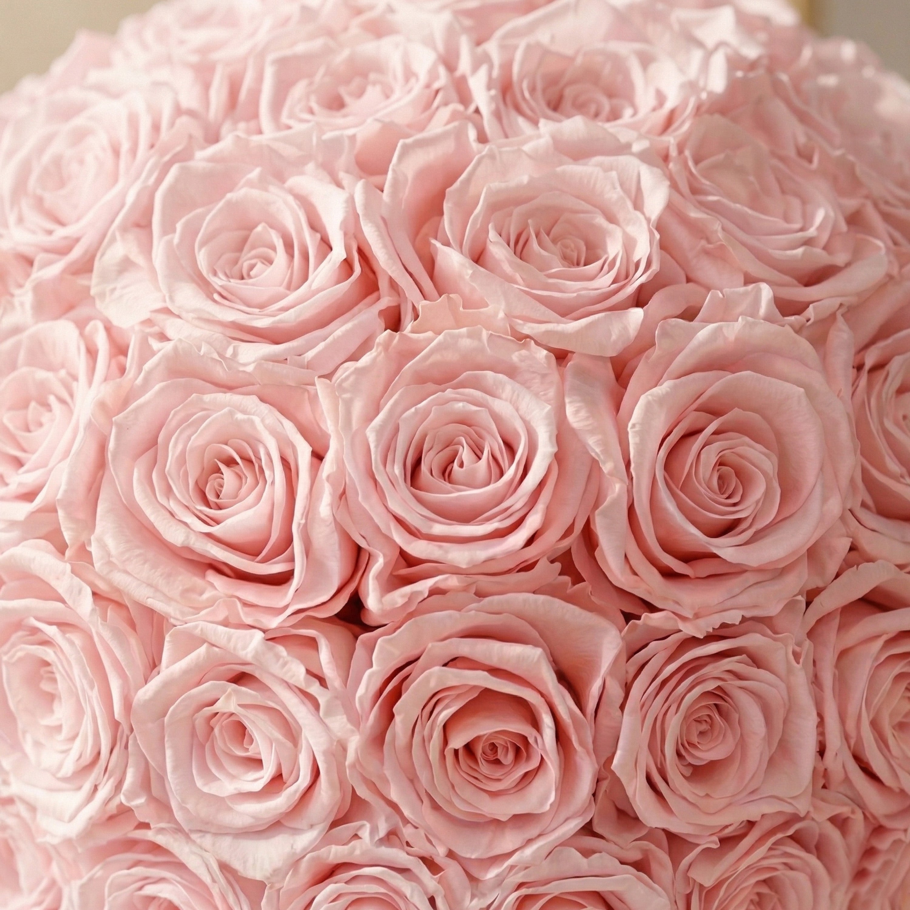 Klassische hellrosa Wildleder Superdome Box | Hellrosa Rosen