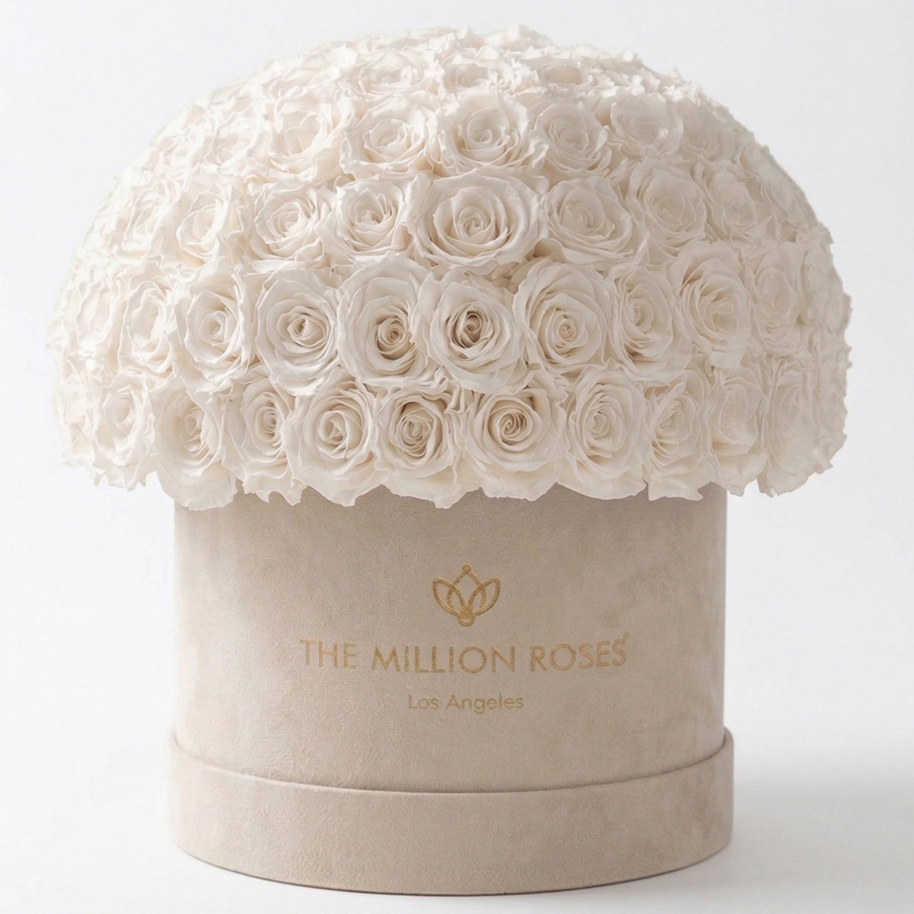 Supreme Beige Suede Superdome Box | White Roses