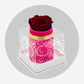 Single Hot Pink Suede Box | Limited Mother's Love Edition | Red Rose