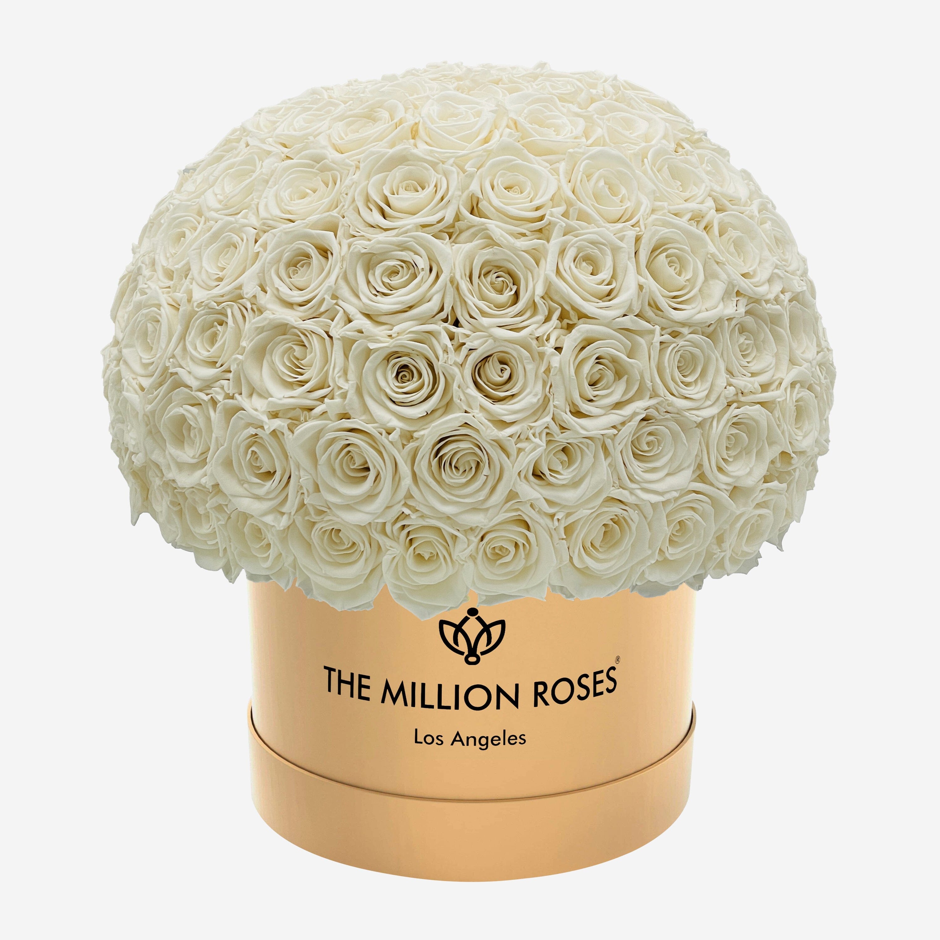 Cutie Superdome de aur suprem | Trandafiri albi