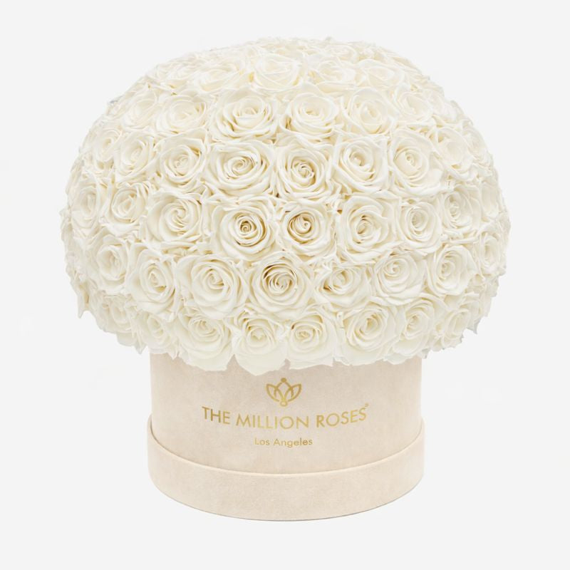 Boîte Superdome en daim bleu royal suprême | Roses blanches