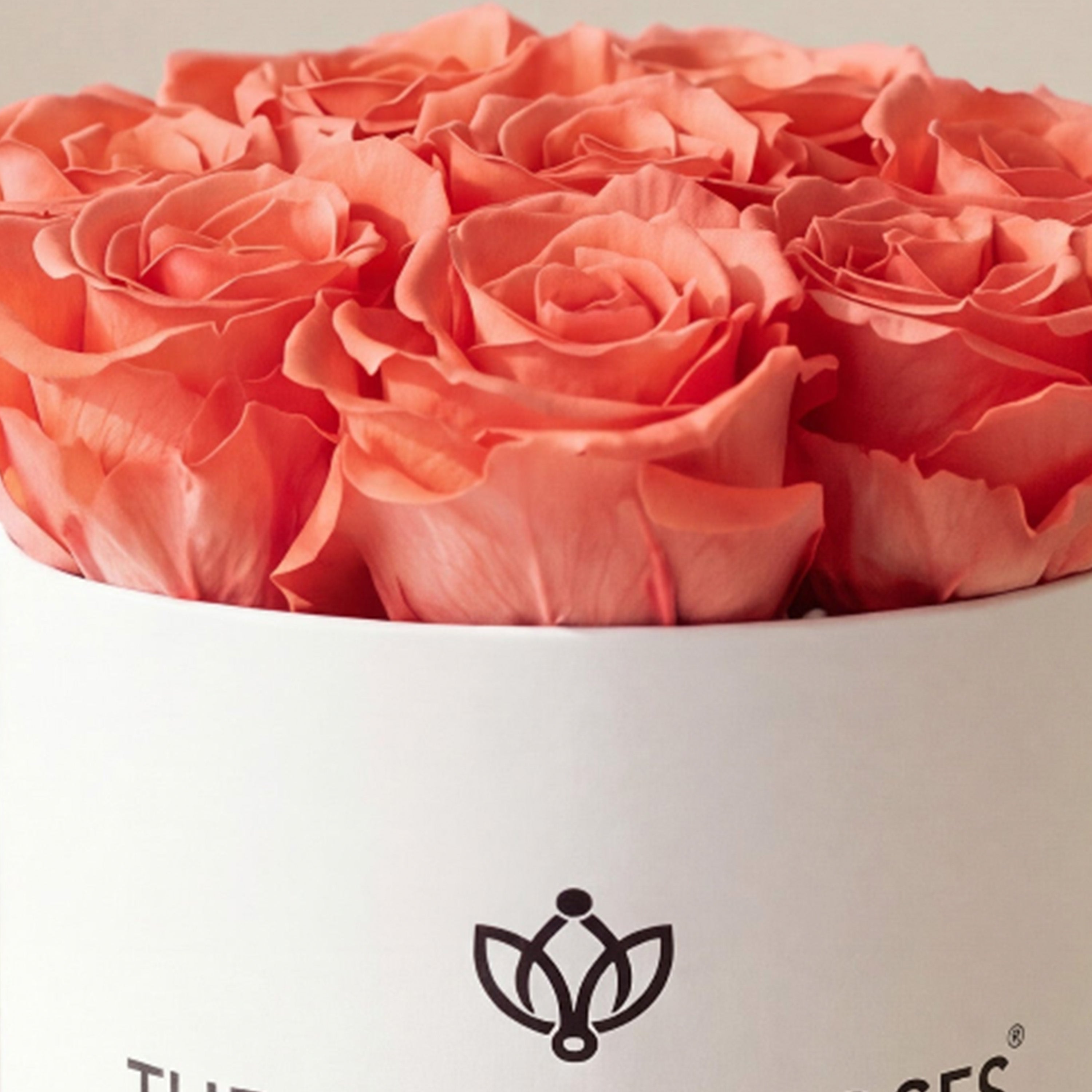 Basic White Box | Coral Roses