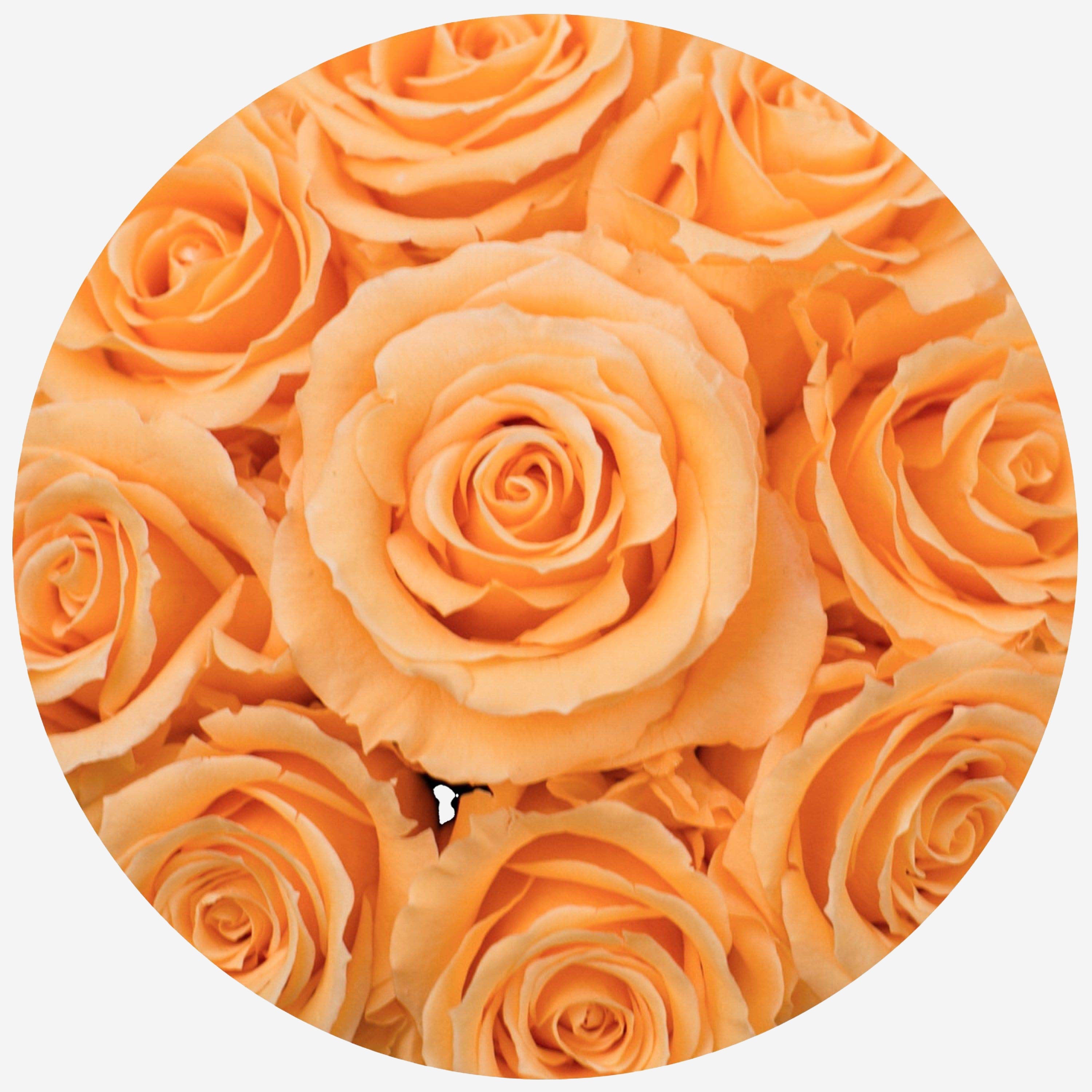 Basic Gold Box | Peach Roses - The Million Roses