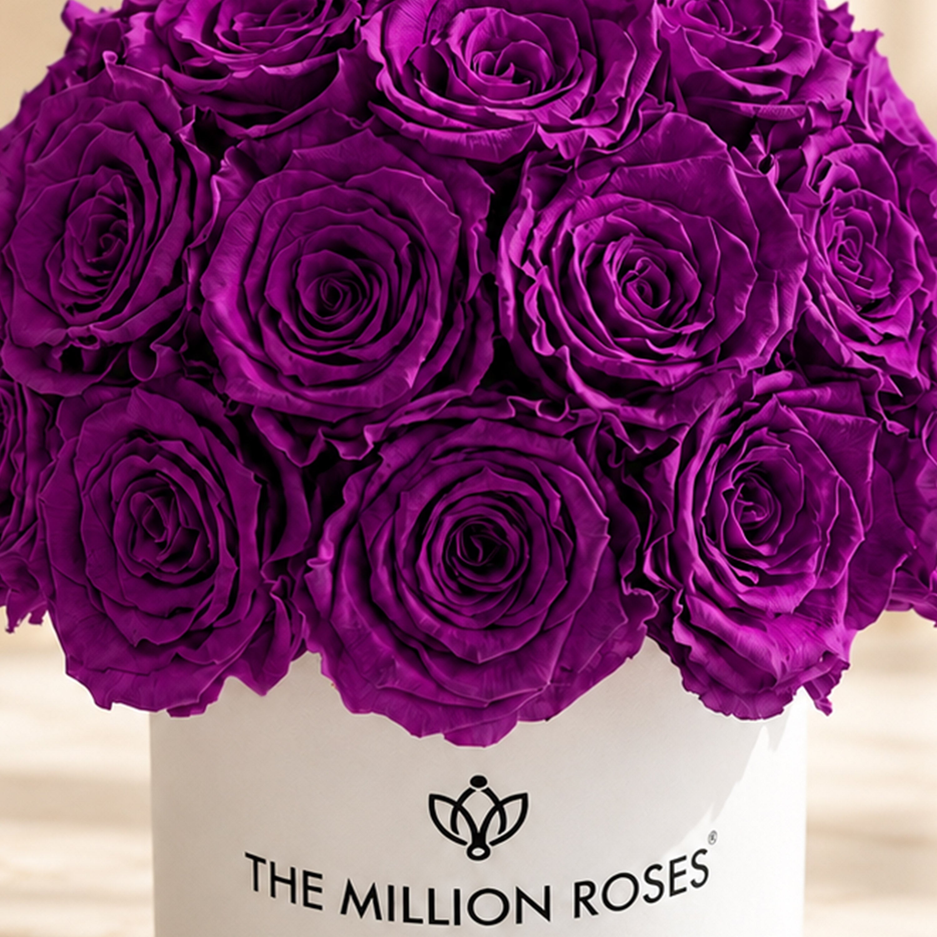 Essence White Superdome Box | Bright Purple Roses