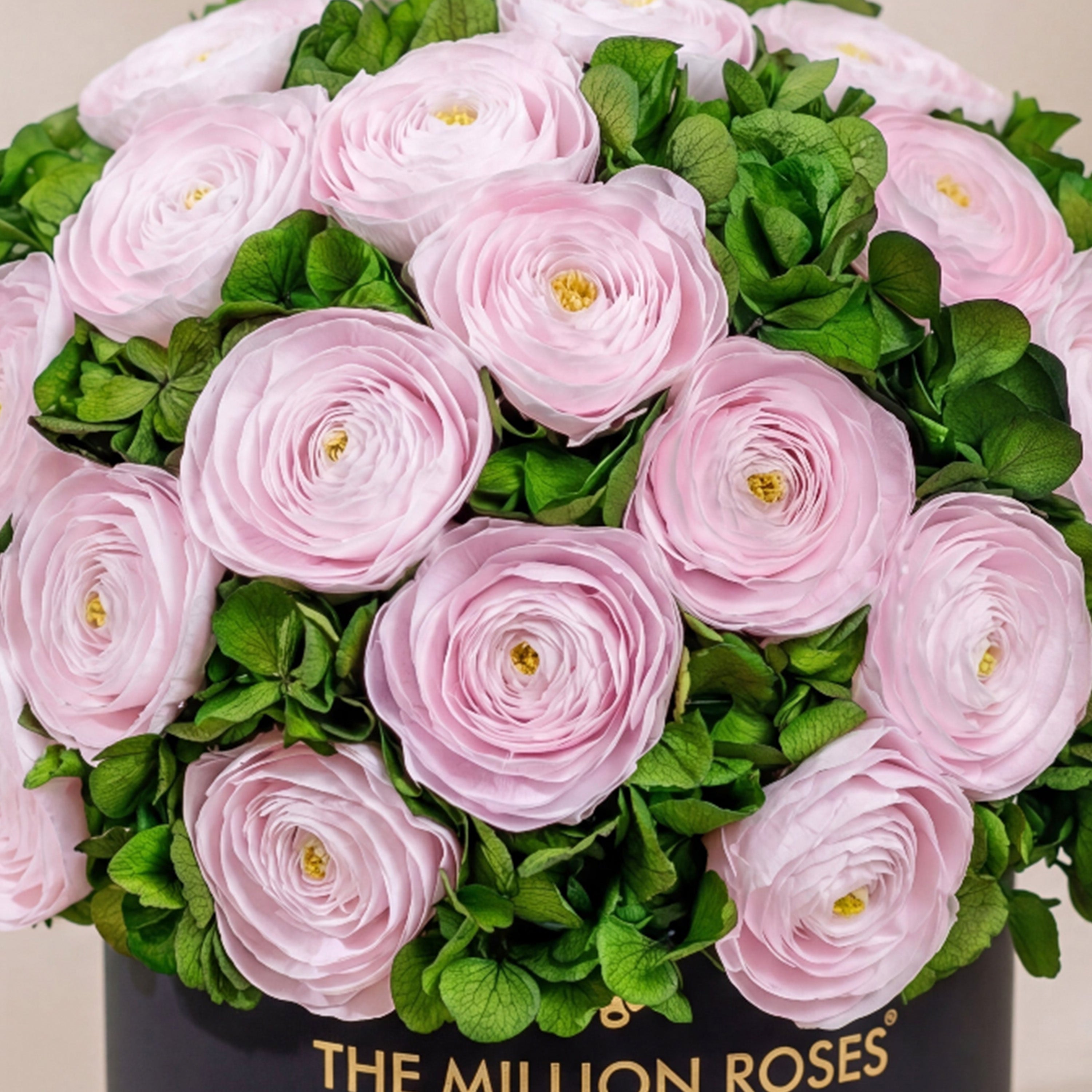 Classic Black Box | Light Pink Persian Buttercups & Green Hydrangeas