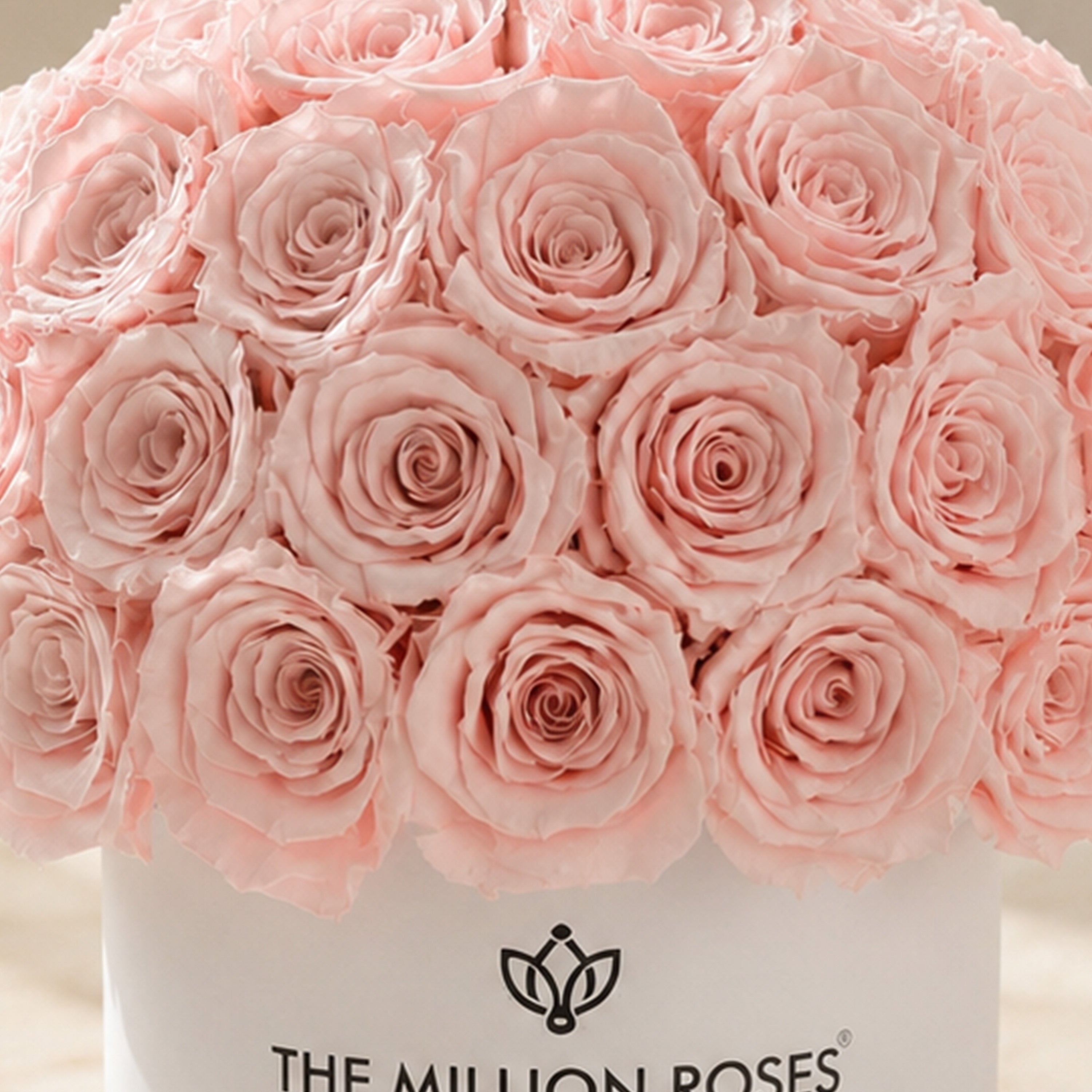 Classic White Superdome Box | Light Pink Roses