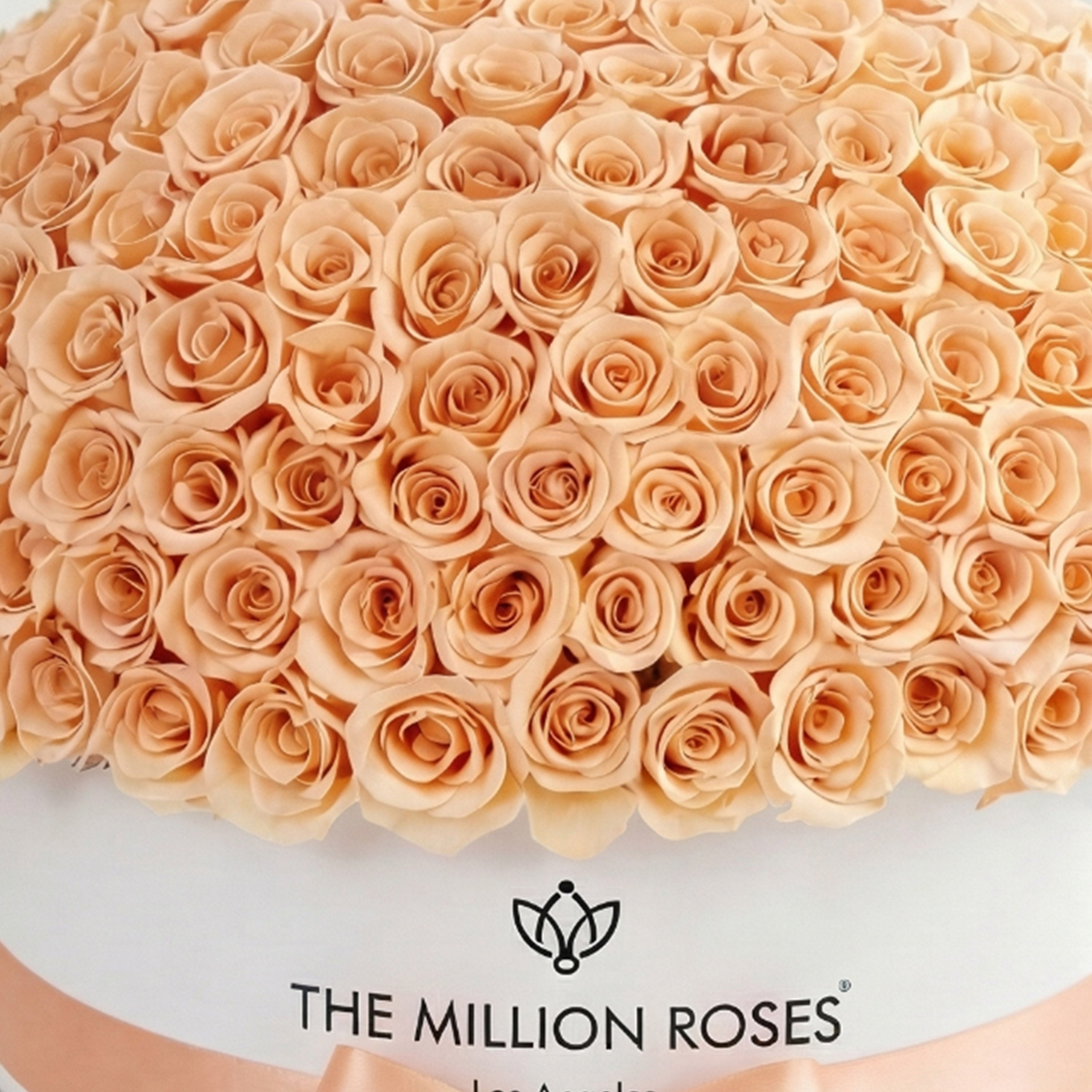 Deluxe White Dome Box | Peach Roses