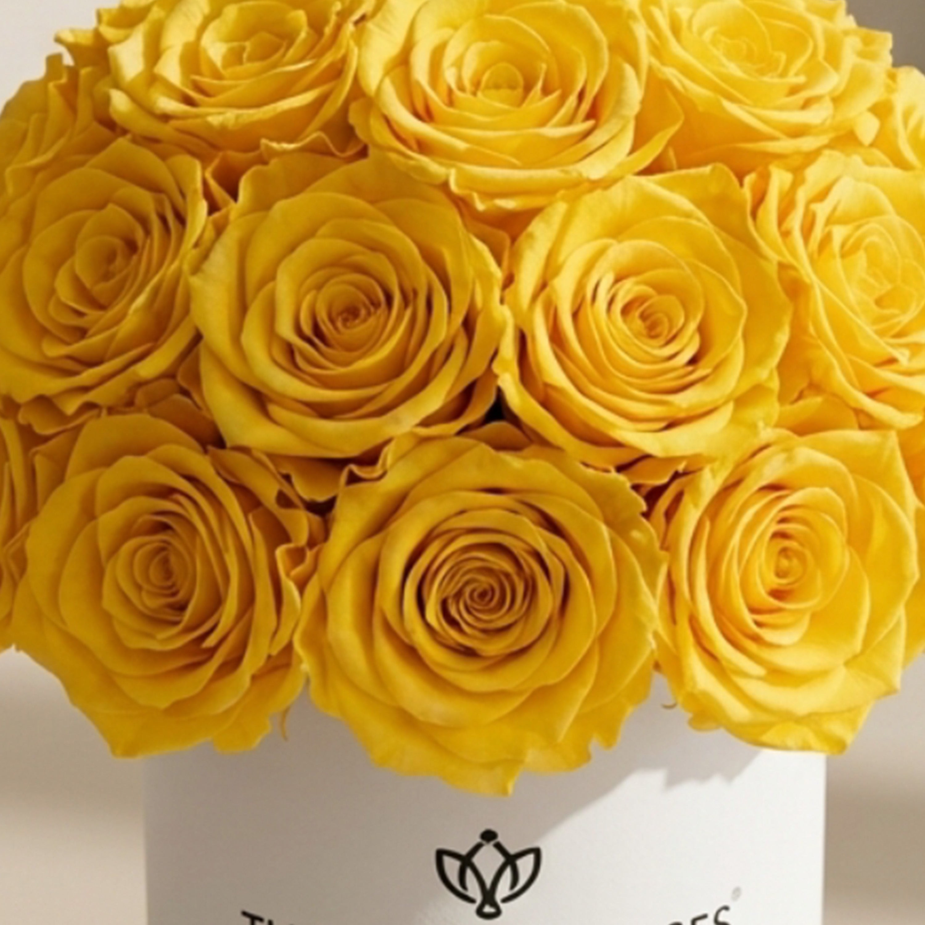 Essence White Superdome Box | Yellow Roses