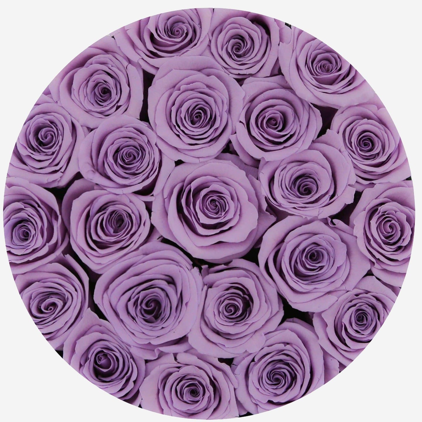 Classic Black Box | Lavender Roses - The Million Roses