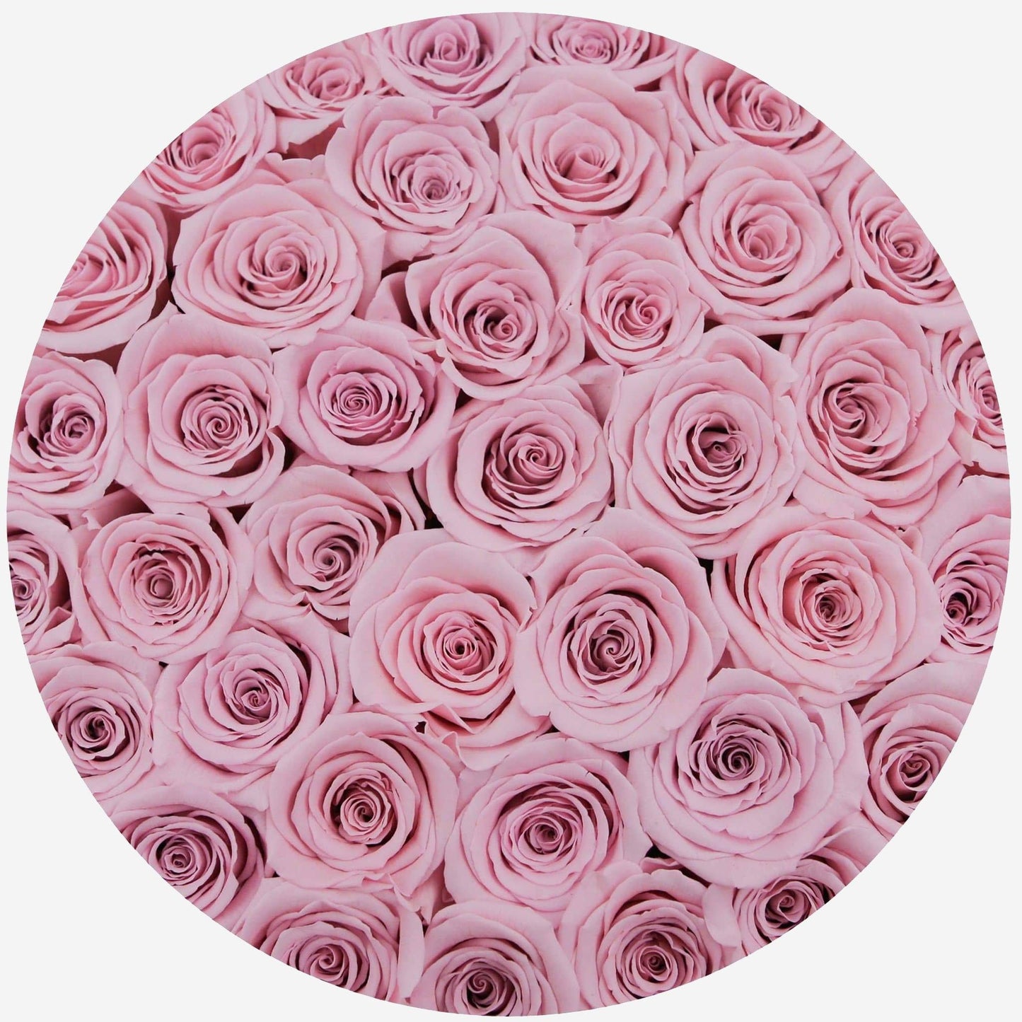 Supreme White Box | Light Pink Roses - The Million Roses