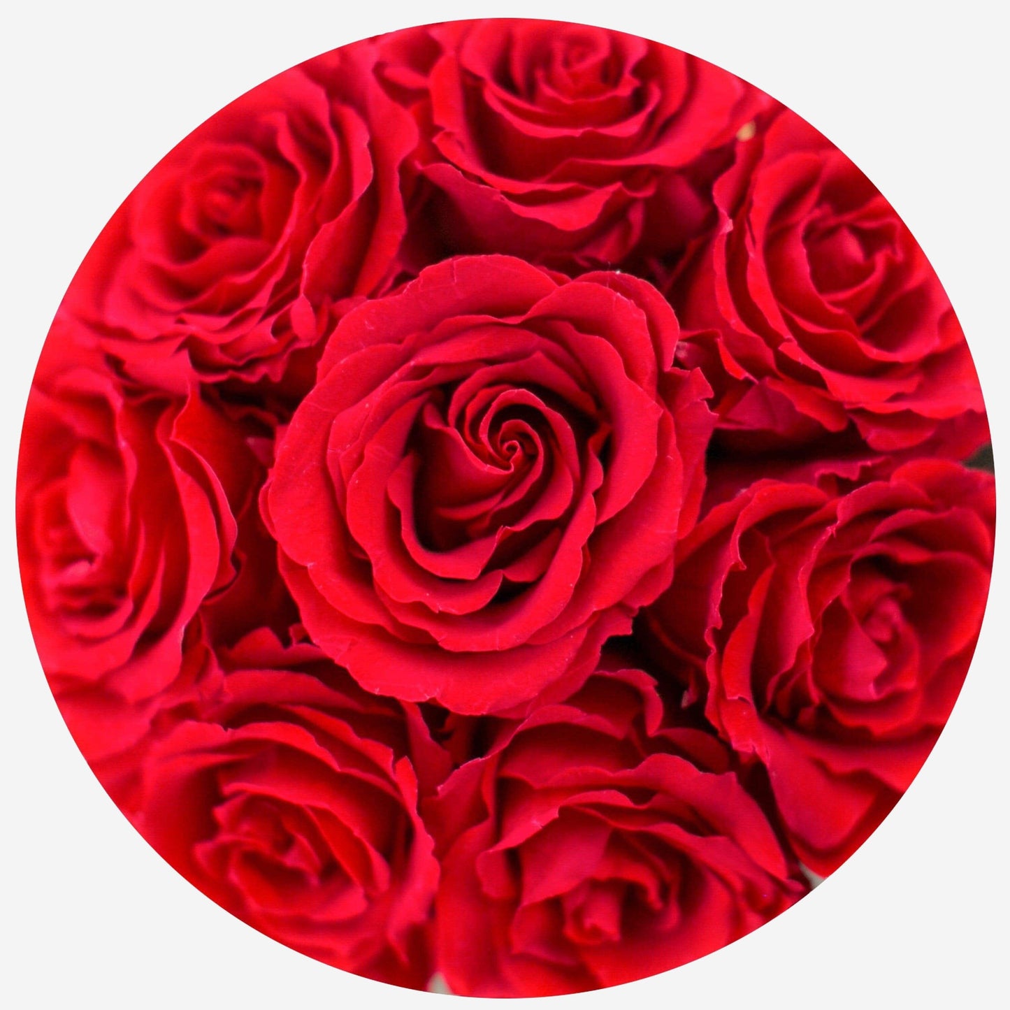 Basic White Box | Red Roses - The Million Roses