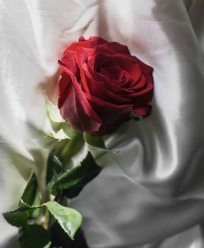 What Do Red Roses Mean? Symbolism & More | The Million Roses®