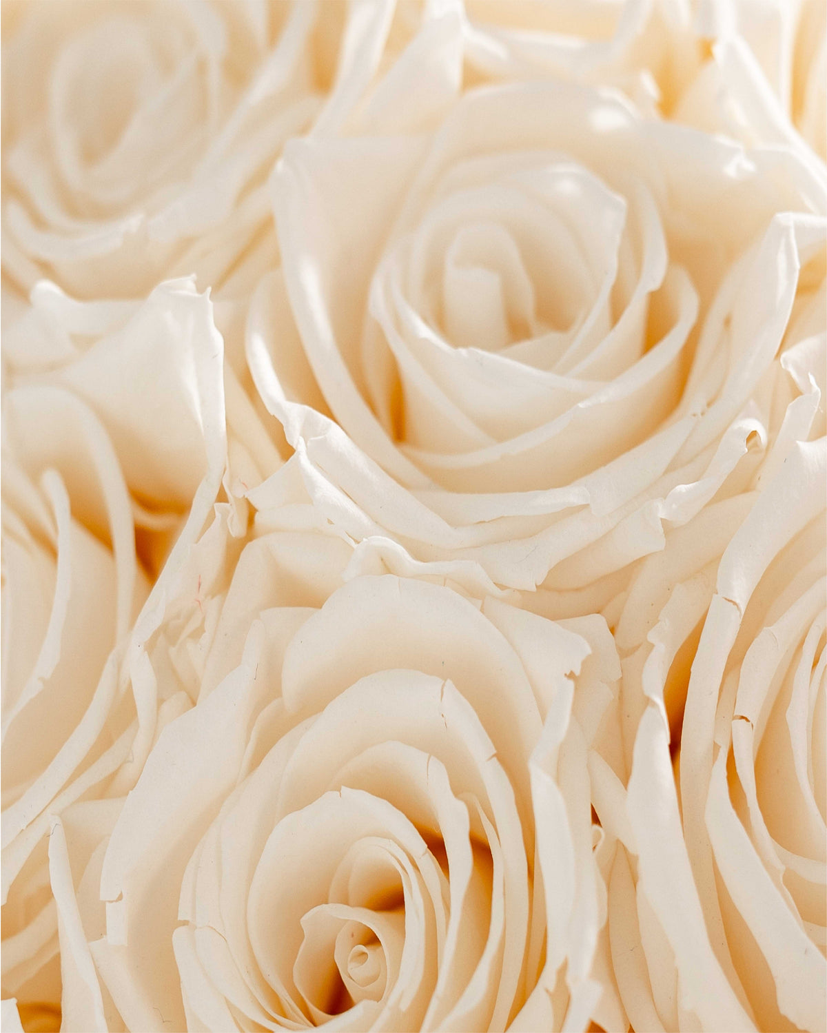Bone White Roses Bridal white roses for the eternal vows