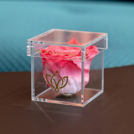 Acrylic Box | Einzeln | Korallenfarbene Rose