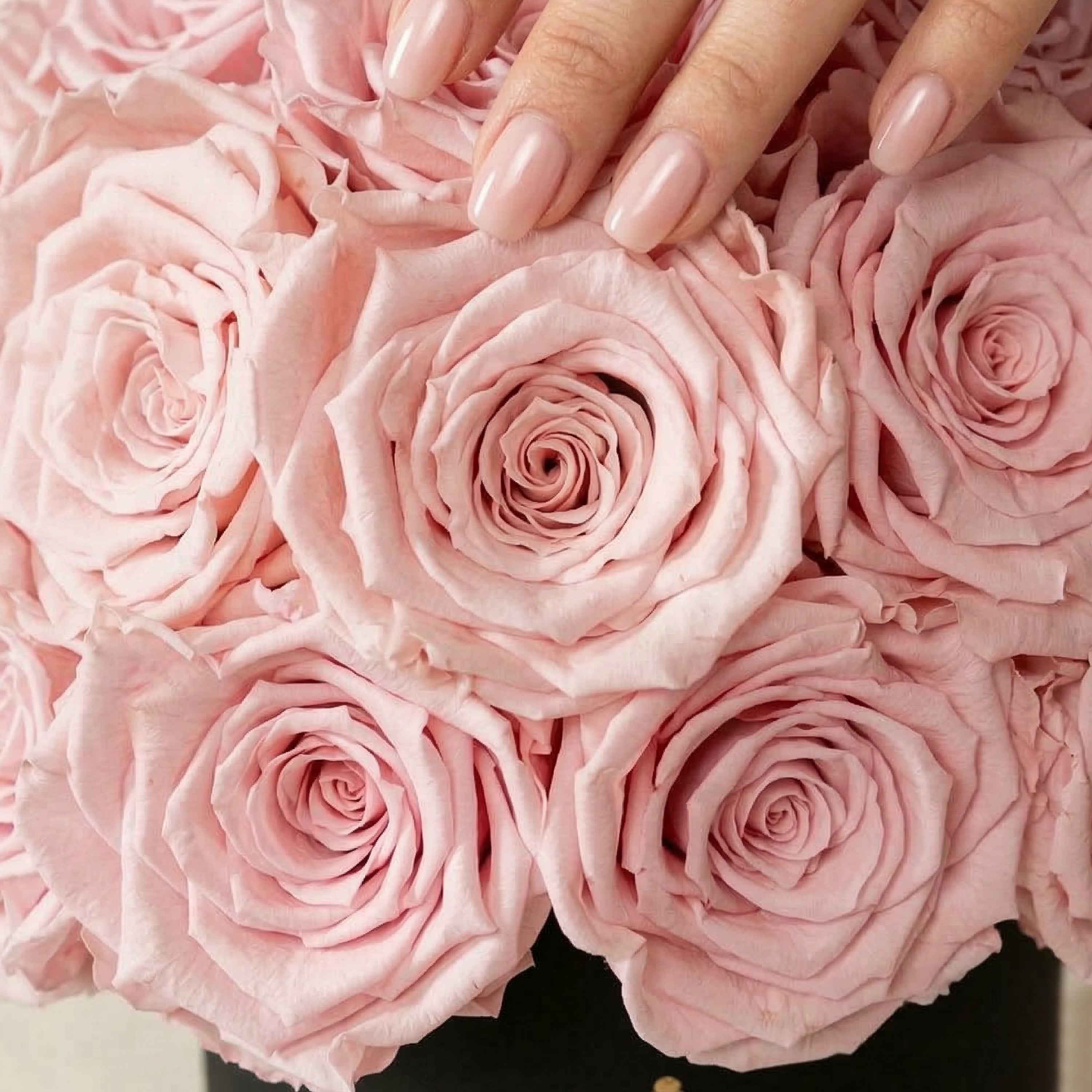 Basic Black Superdome Box | Light Pink Roses