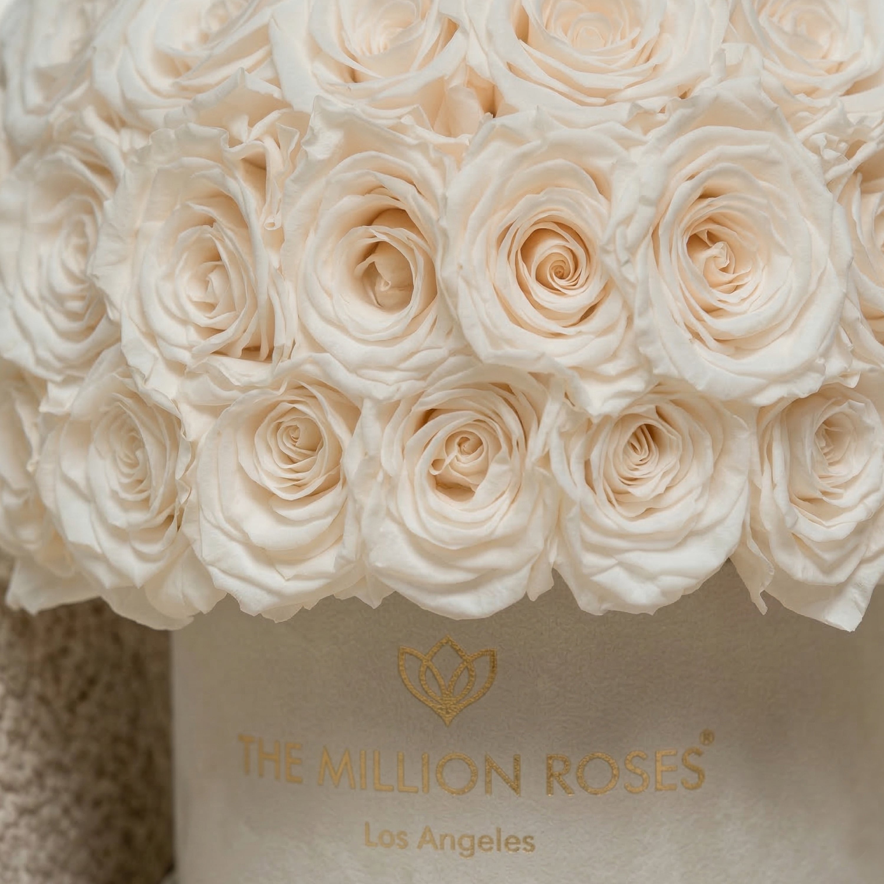 Klasická béžová semišová krabička Superdome | Biele ruže