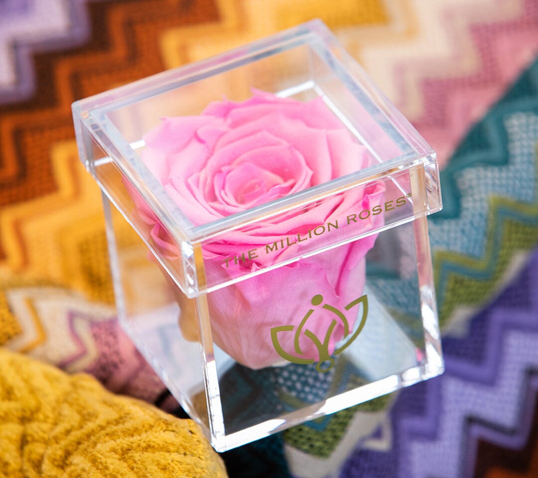 Acrylic Single Box | Cukrovo rúžová ruža