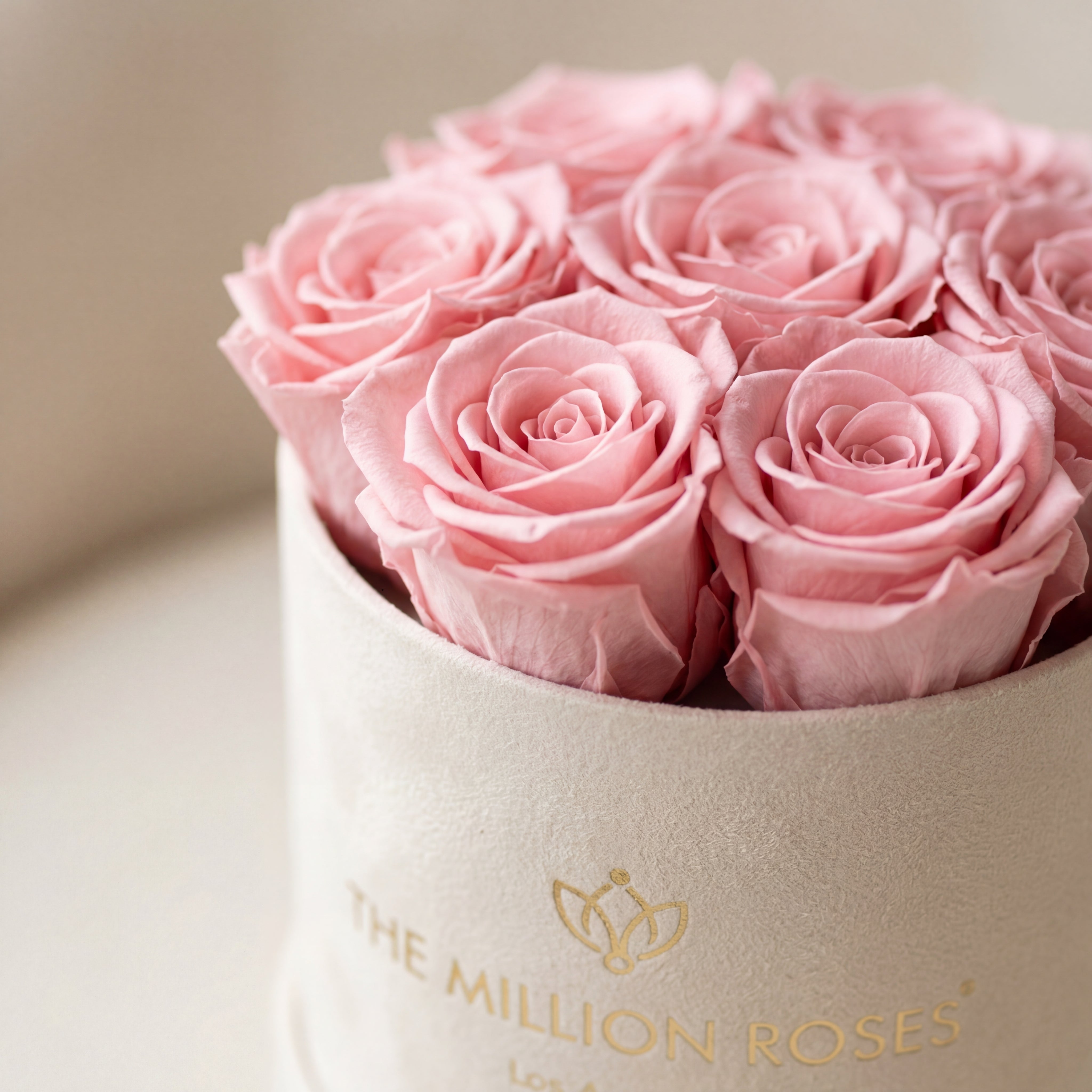 Light Pink Preserved Roses - Essence Beige Suede Box