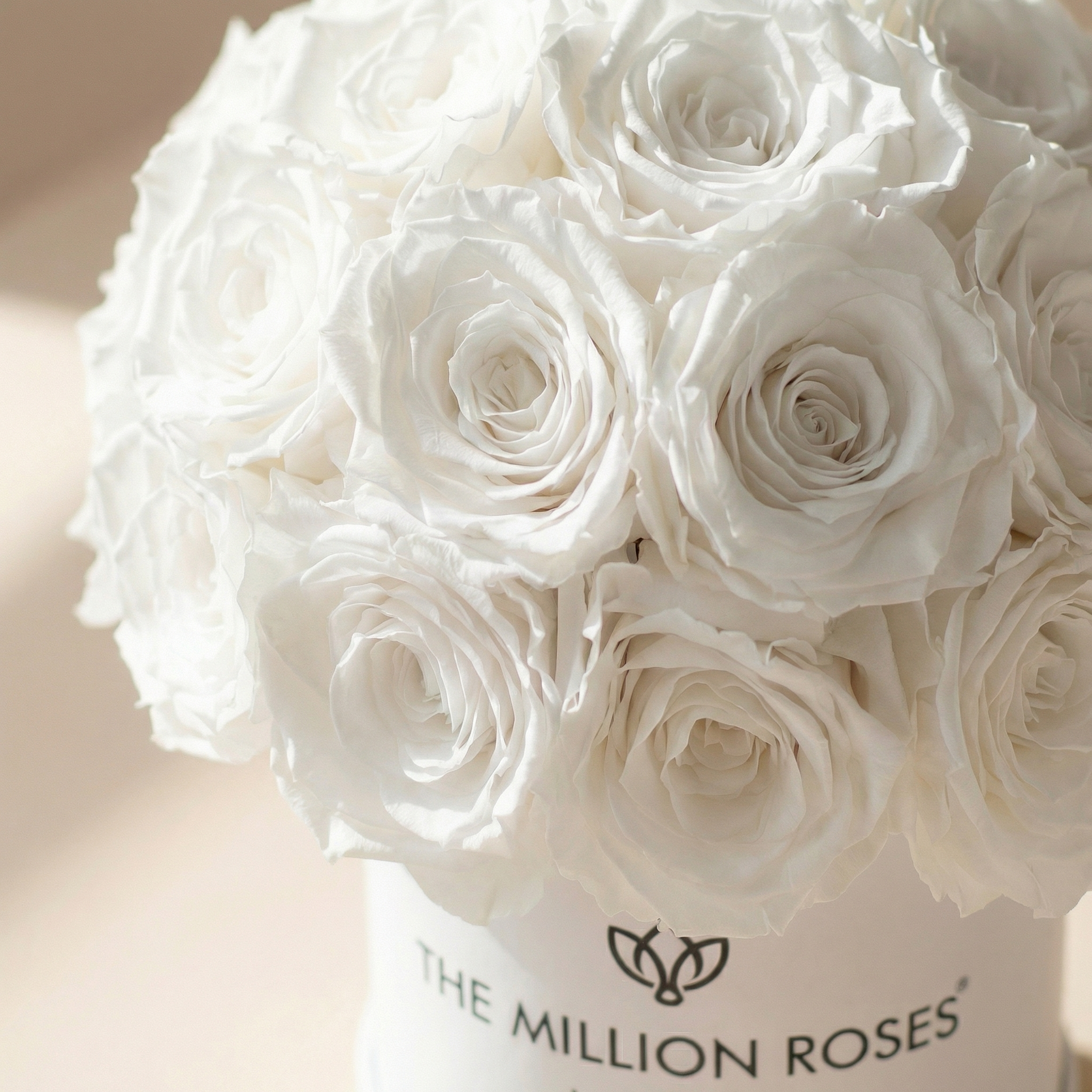 Basic White Superdome Box | White Roses
