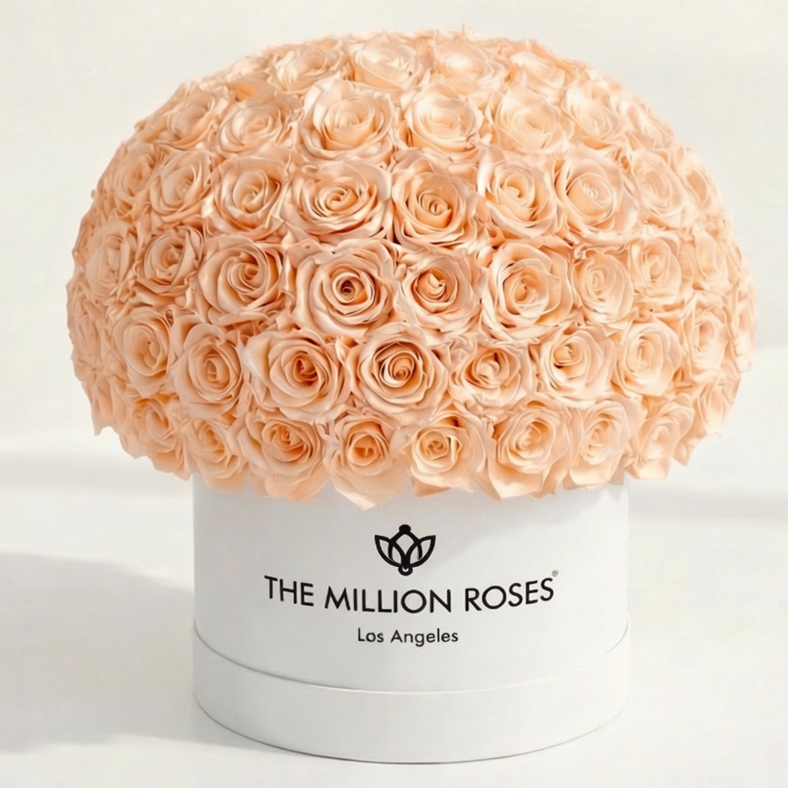 Supreme White Superdome Box | Peach Roses