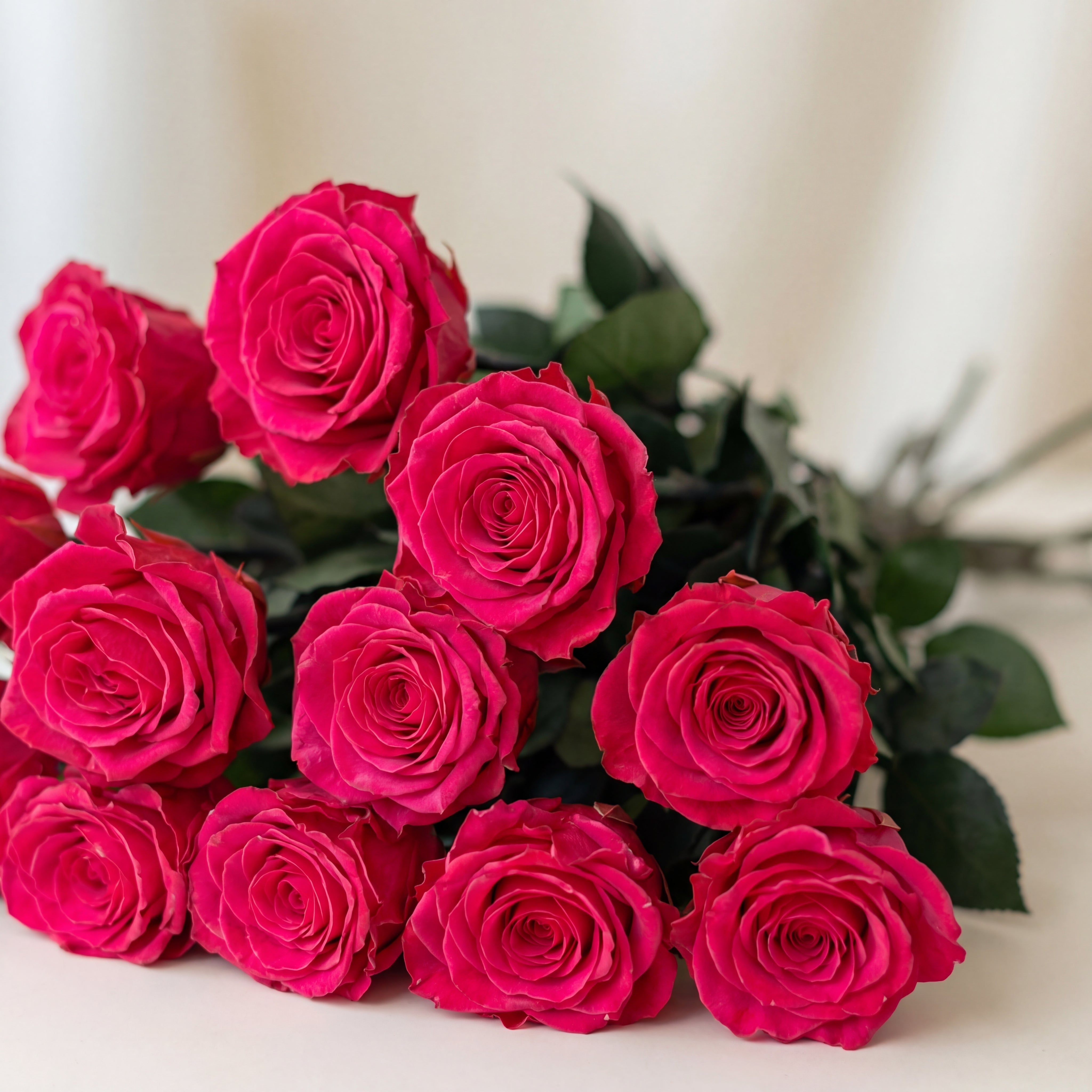 Long Stem Roses | Hot Pink Roses