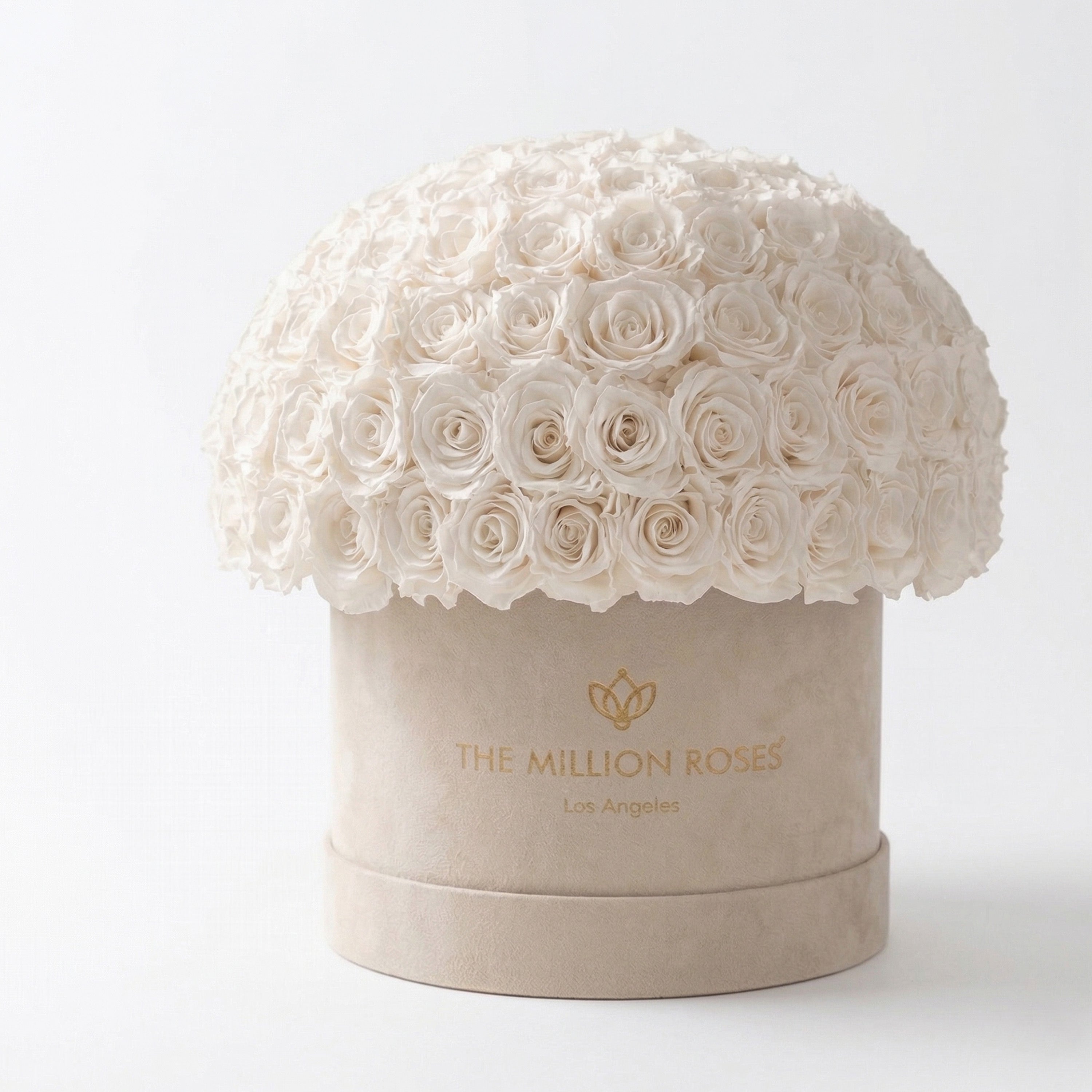 Supreme Beige Suede Superdome Box | White Roses