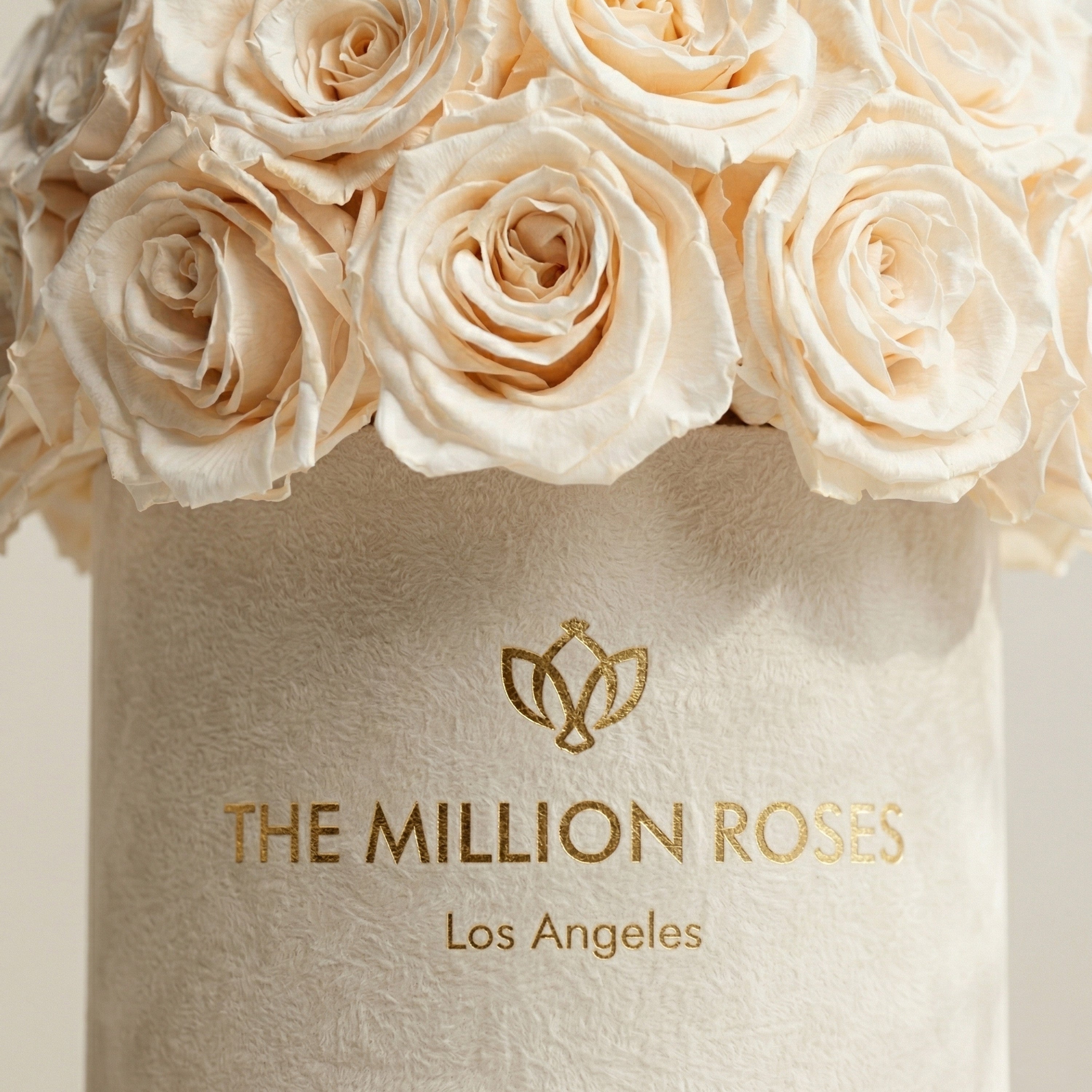 Basic Beige Suede Superdome Box | White Roses