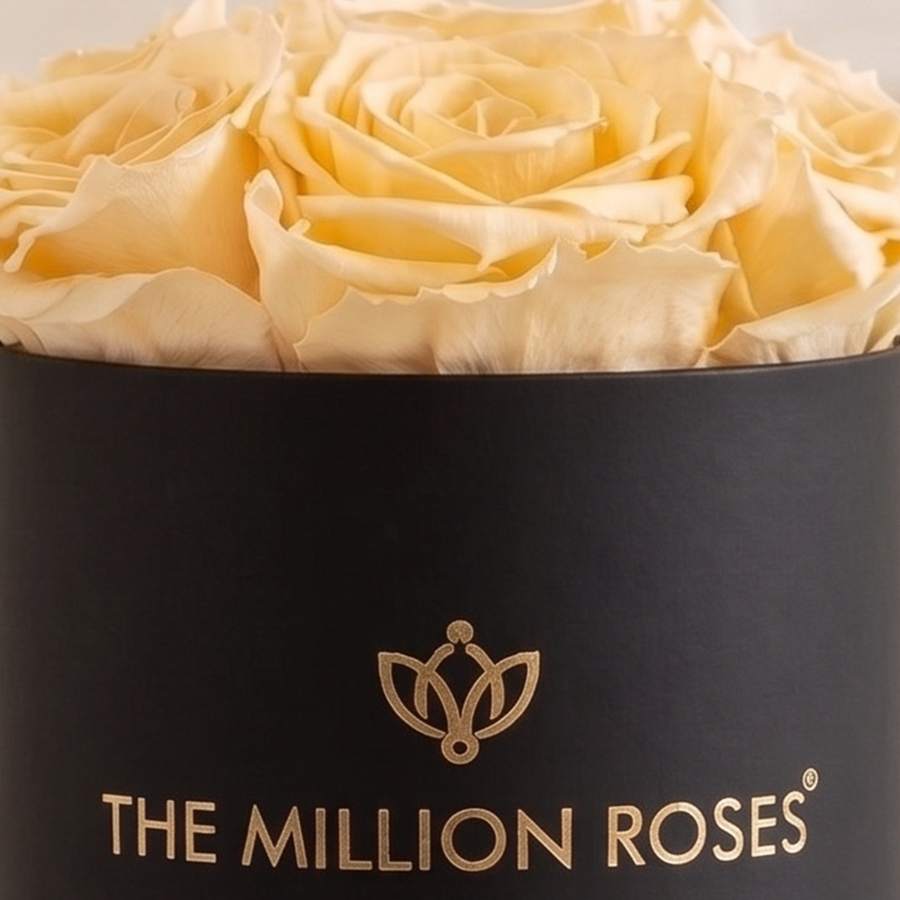 Basic Black Box | Ivory Roses