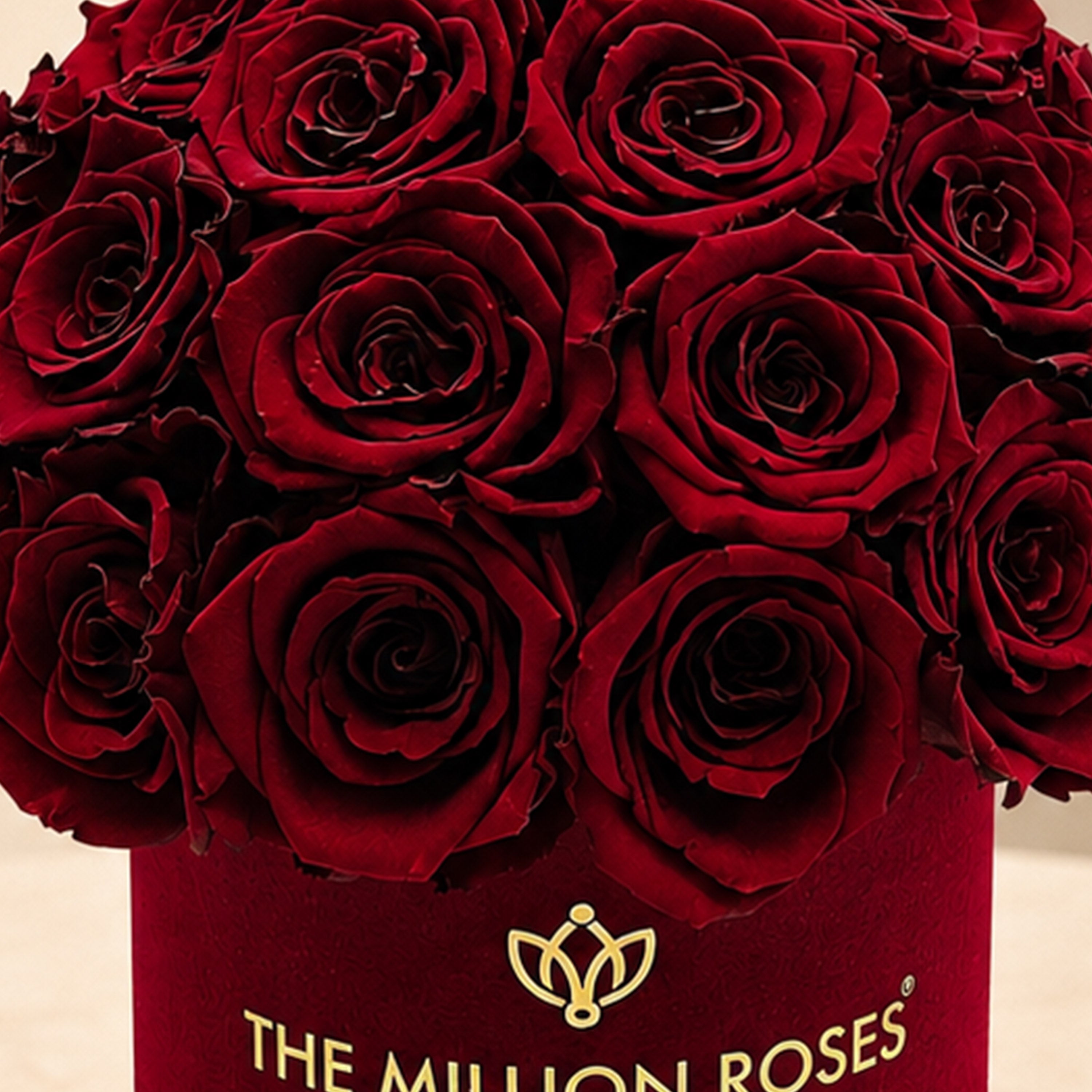 Basic Bordeaux Suede Superdome Box | Burgundy Roses
