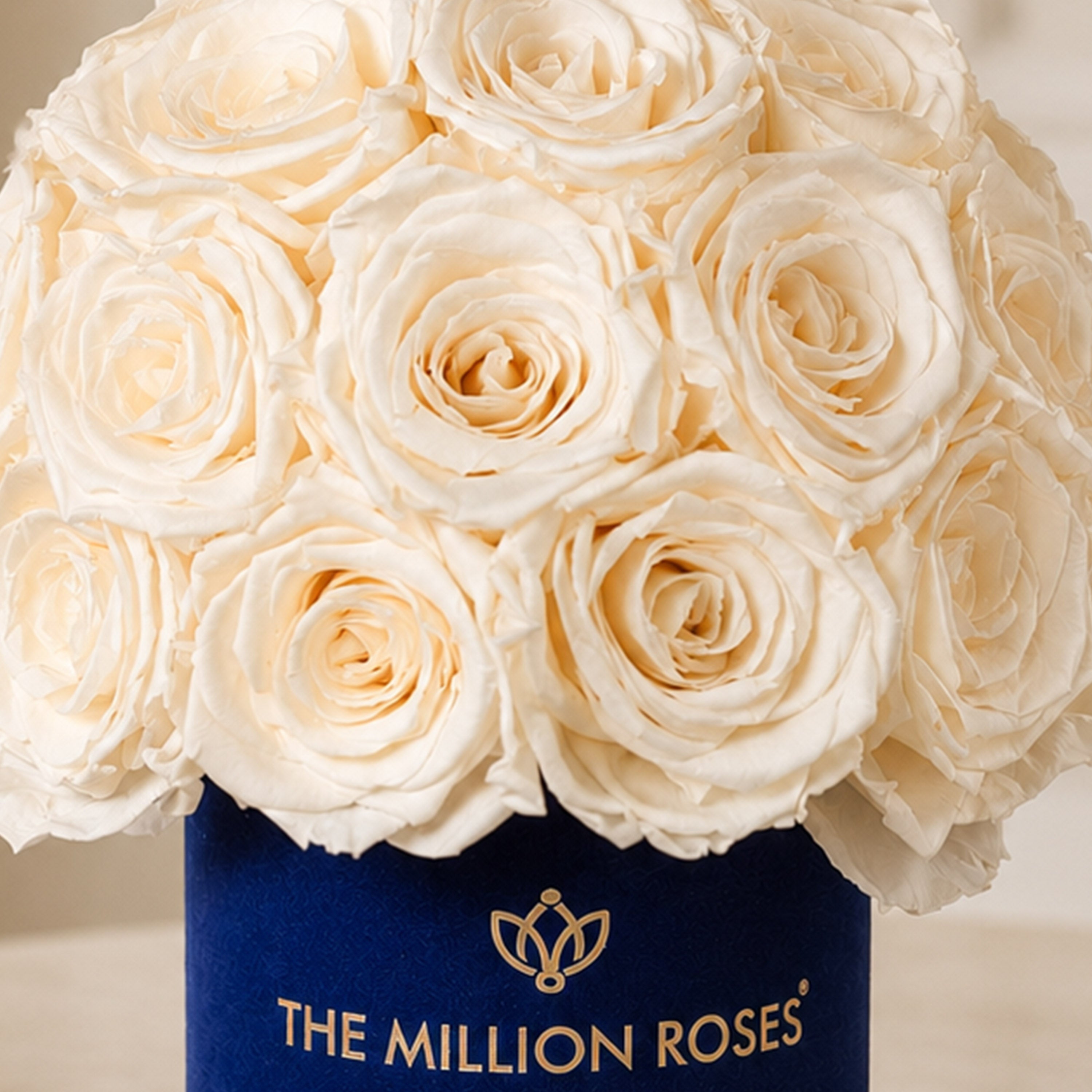 Basic Royal Blue Suede Superdome Box | White Roses