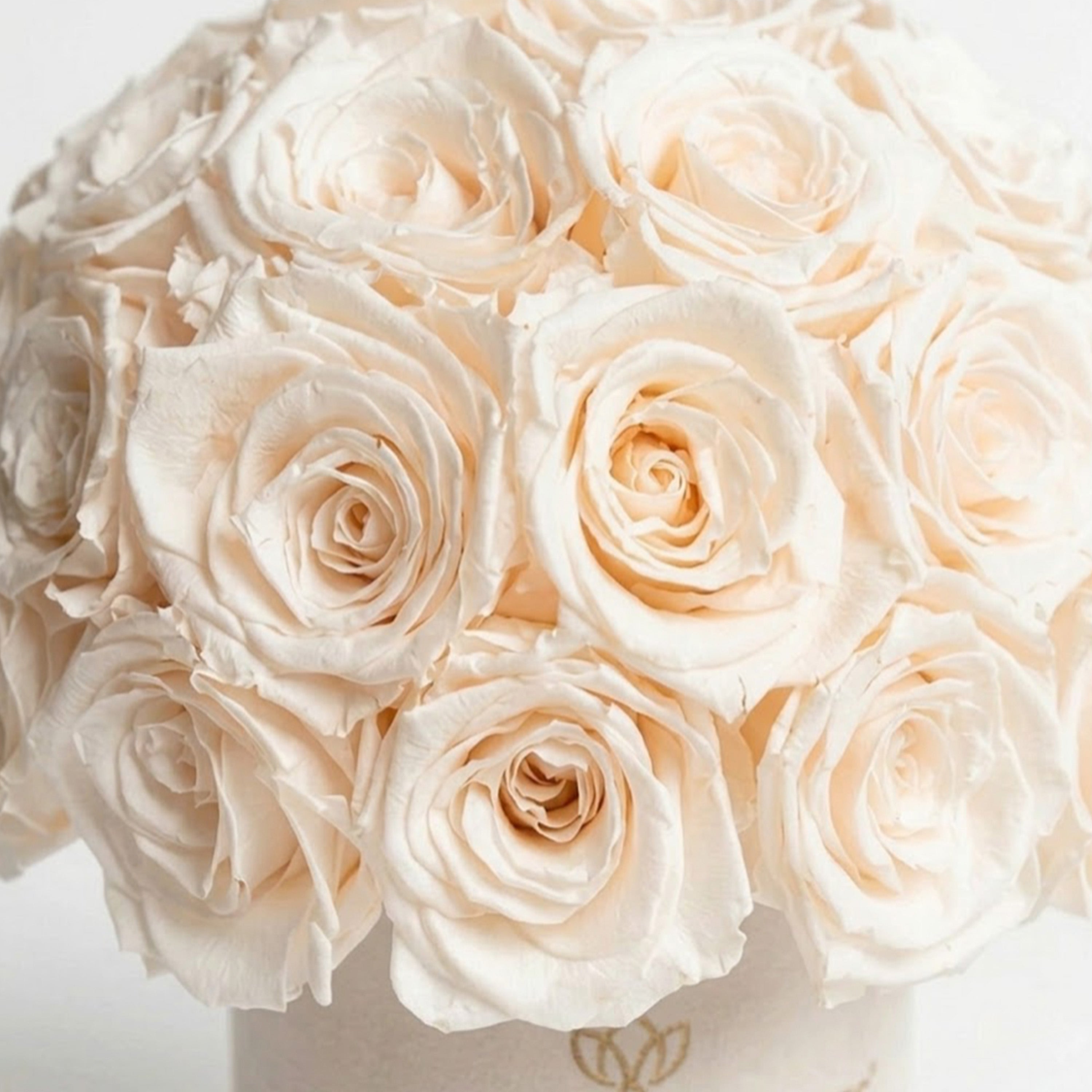 Basic Beige Suede Superdome Box | White Roses