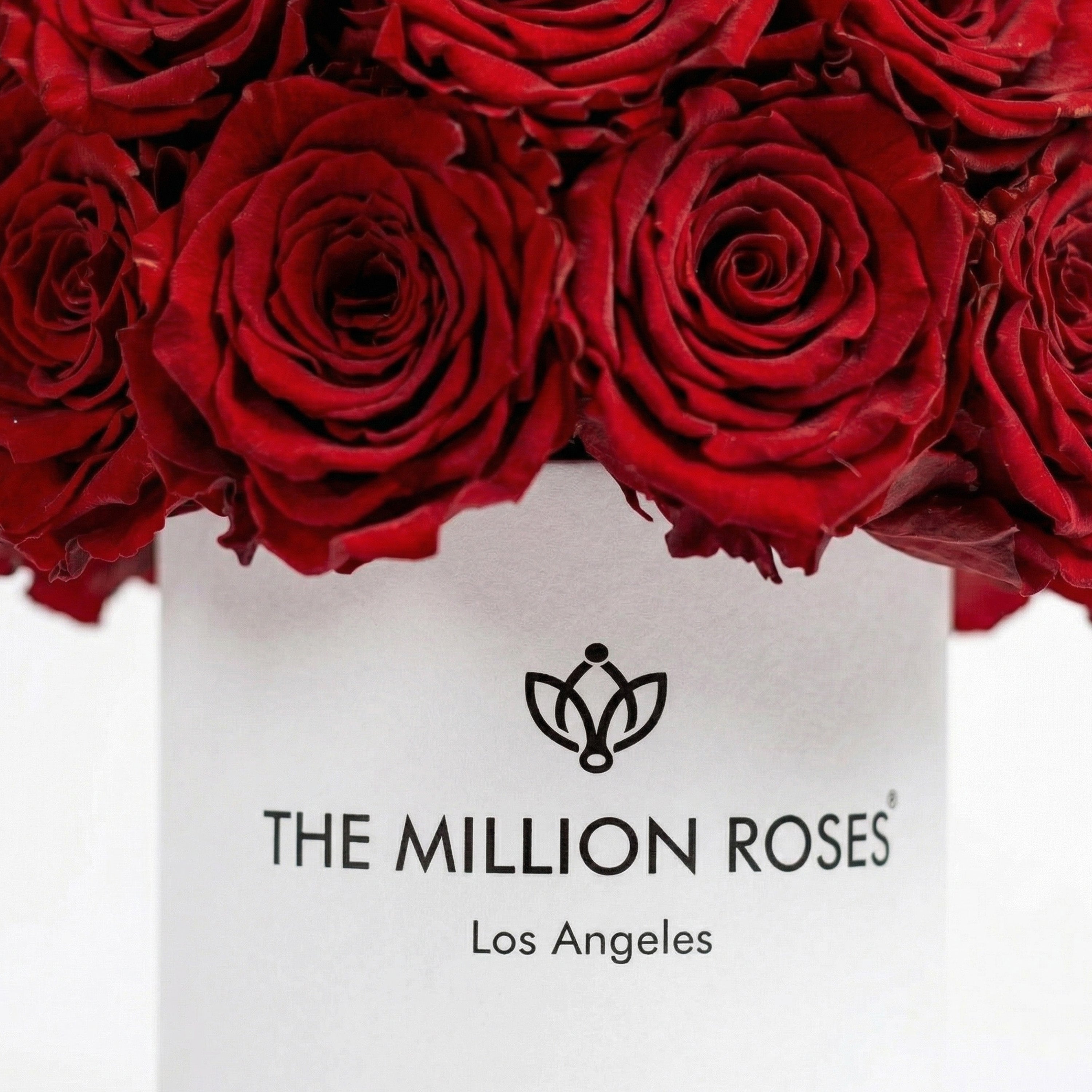 Boîte Superdome blanche de base | Roses rouges