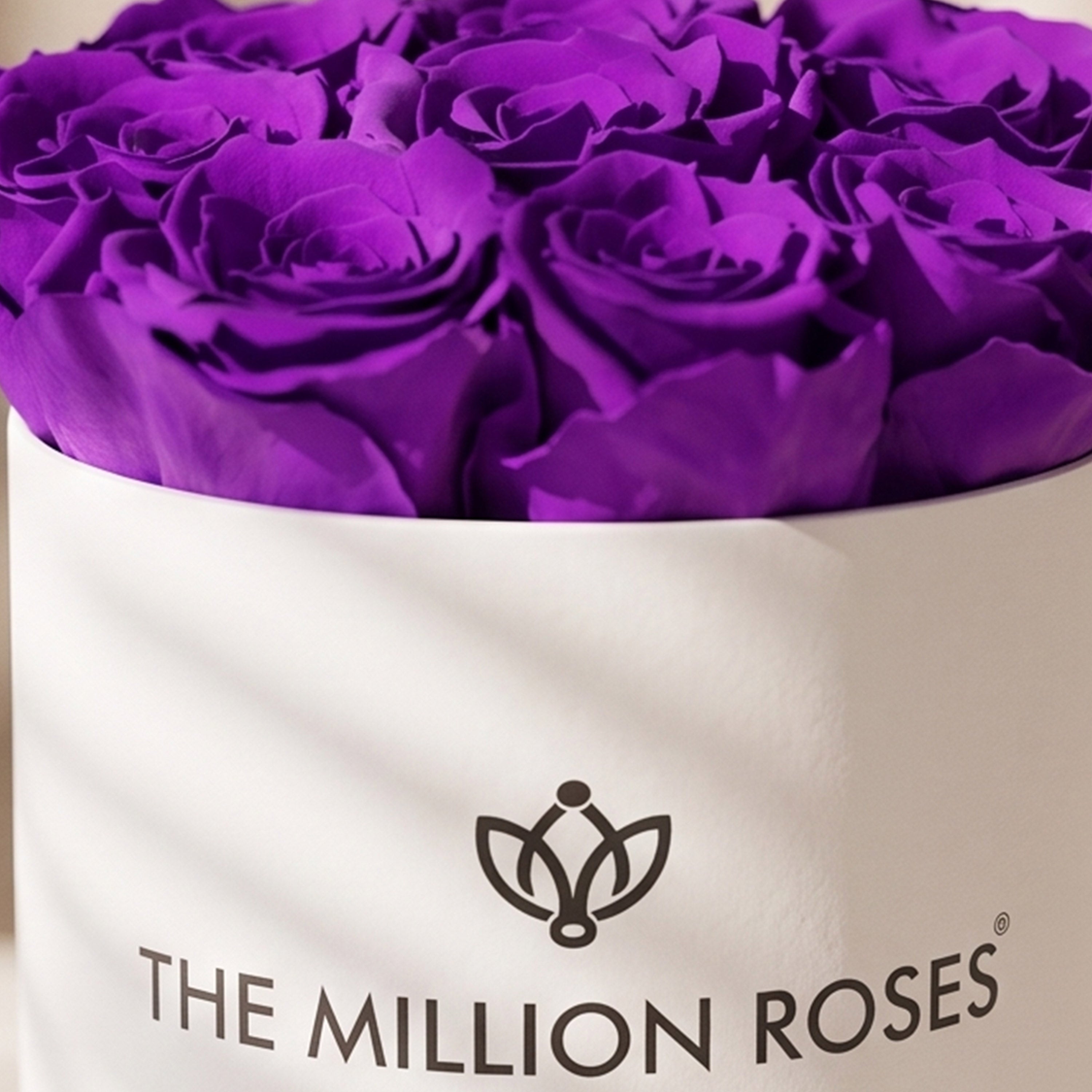 Basic White Box | Bright Purple Roses