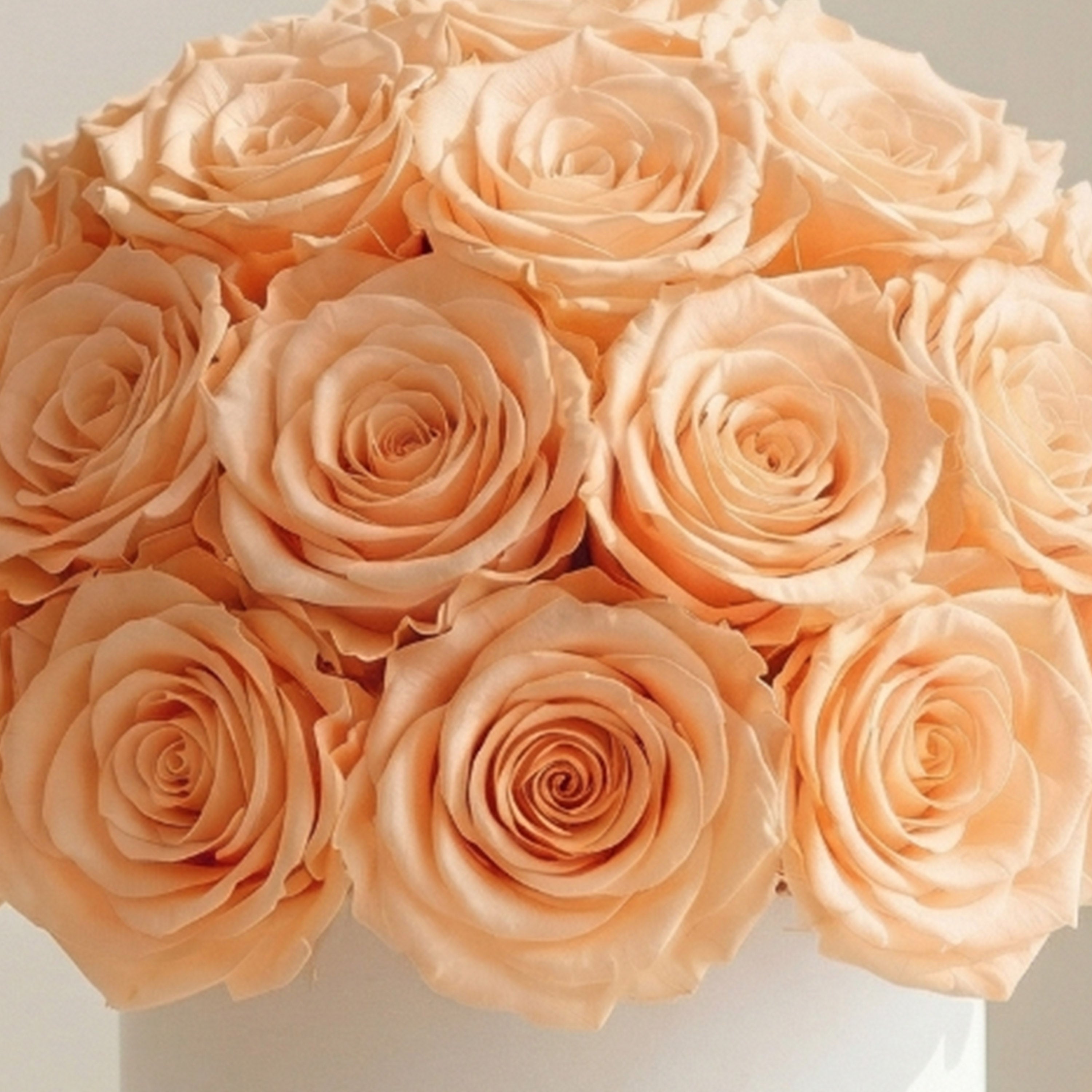 Essence White Superdome Box | Peach Roses