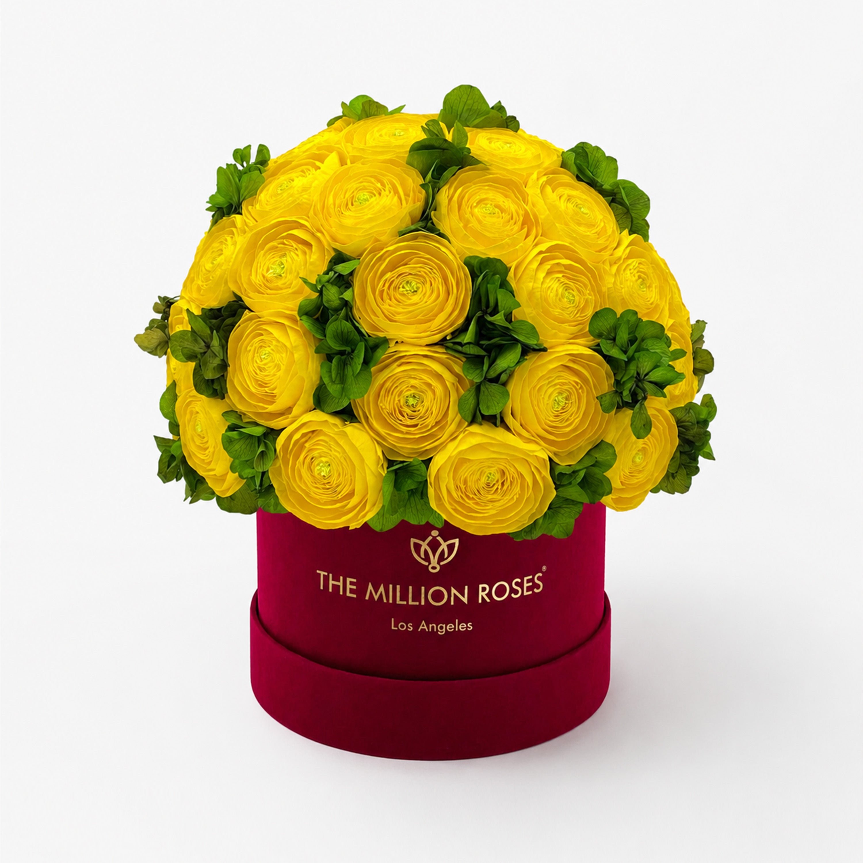 Classic Bordeaux Suede Box | Yellow Persian Buttercups & Green Hydrangeas