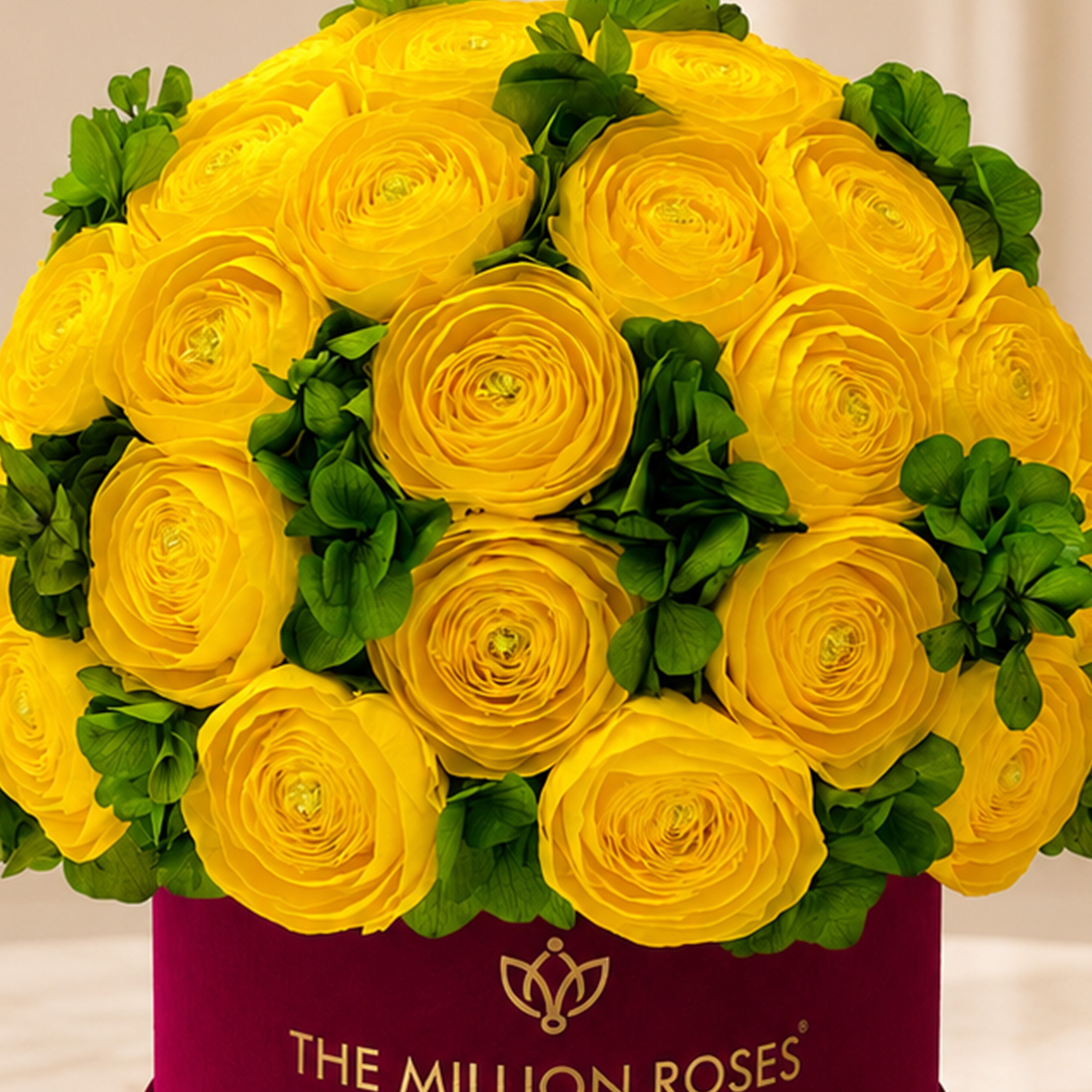 Classic Bordeaux Suede Box | Yellow Persian Buttercups & Green Hydrangeas