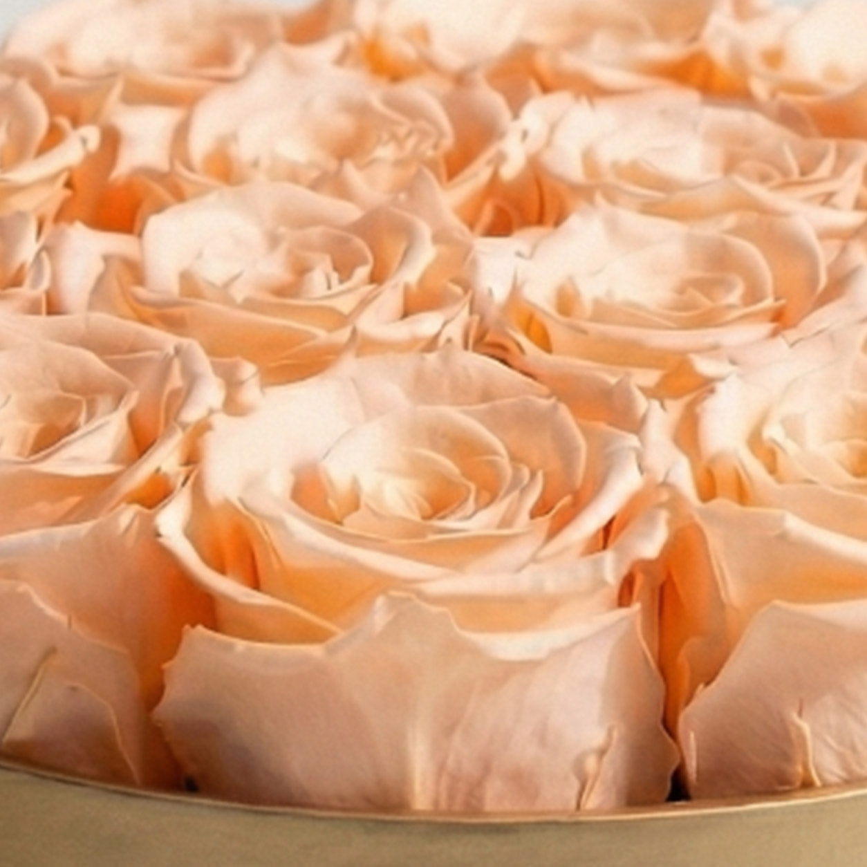 Classic Gold Box | Peach Roses