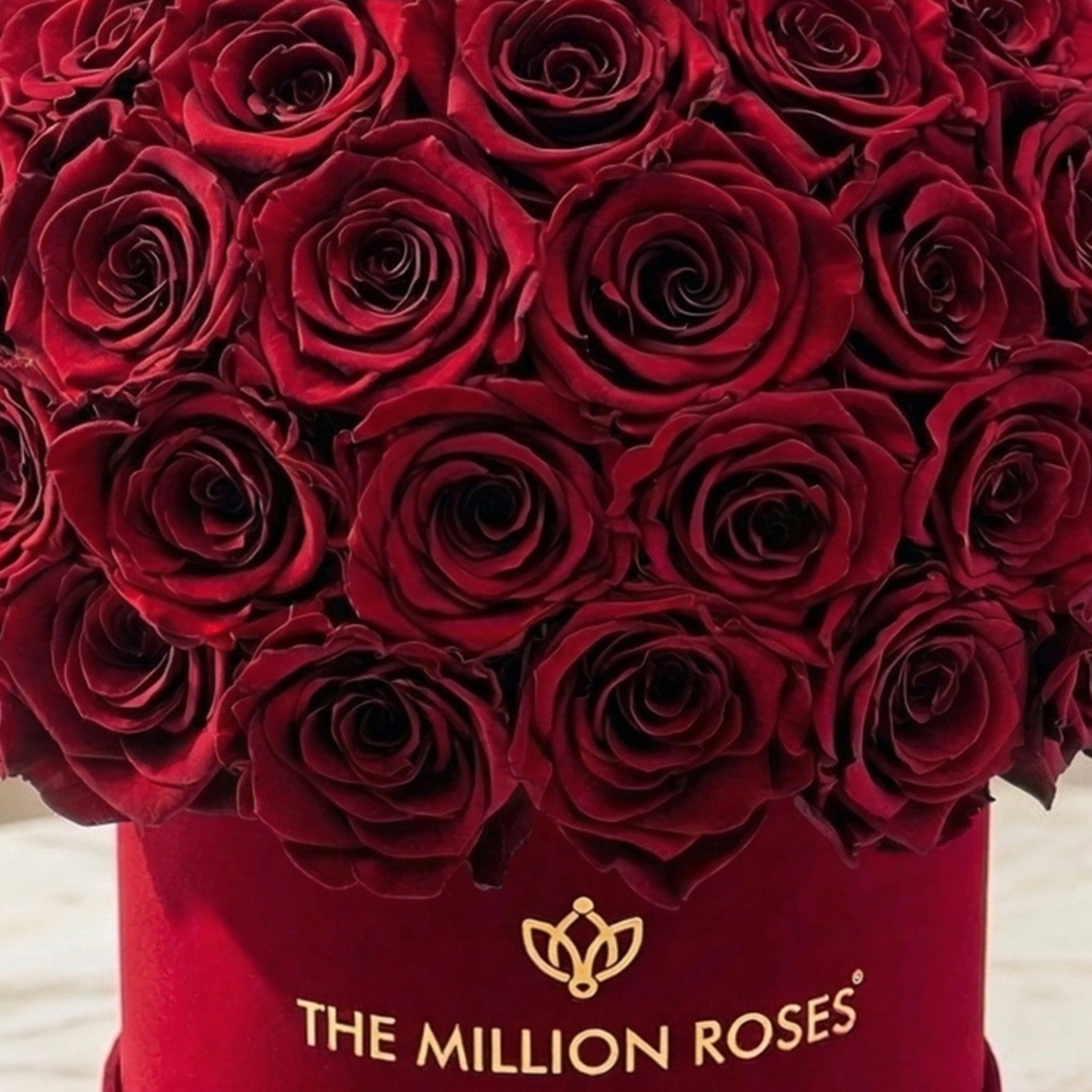 Classic Bordeaux Suede Superdome Box | Burgundy Roses