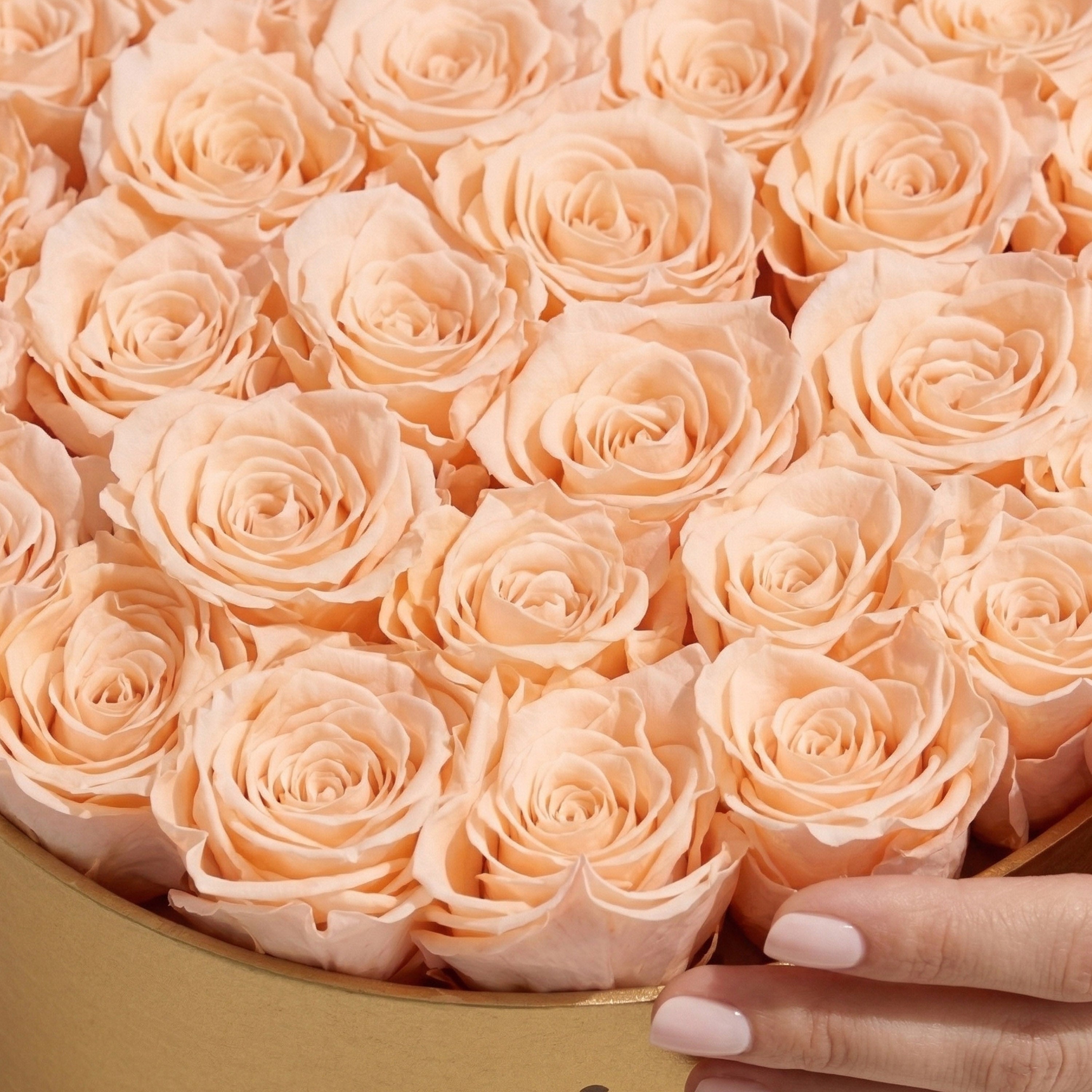Supreme Gold Box | Peach Roses
