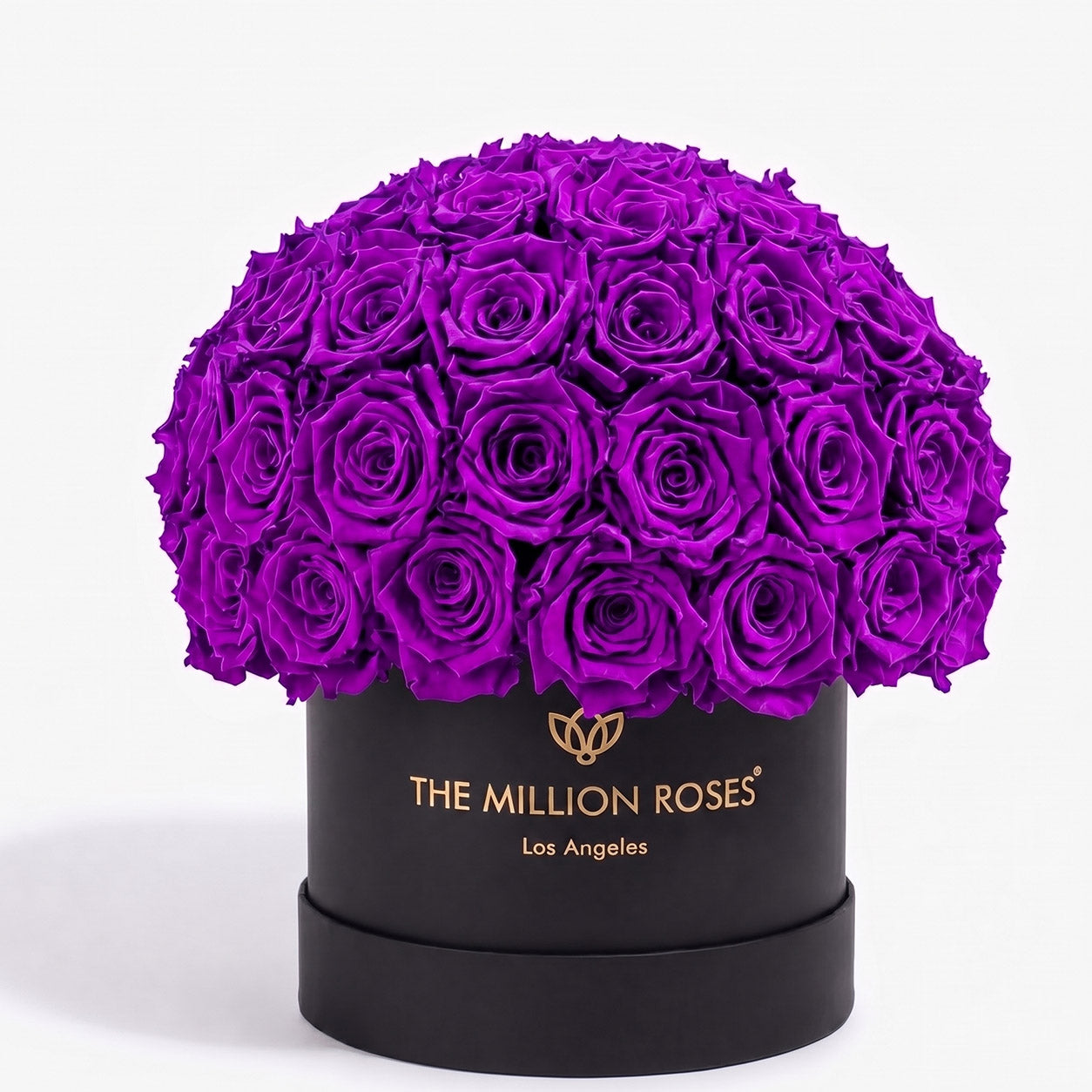Classic Black Superdome Box | Bright Purple Roses