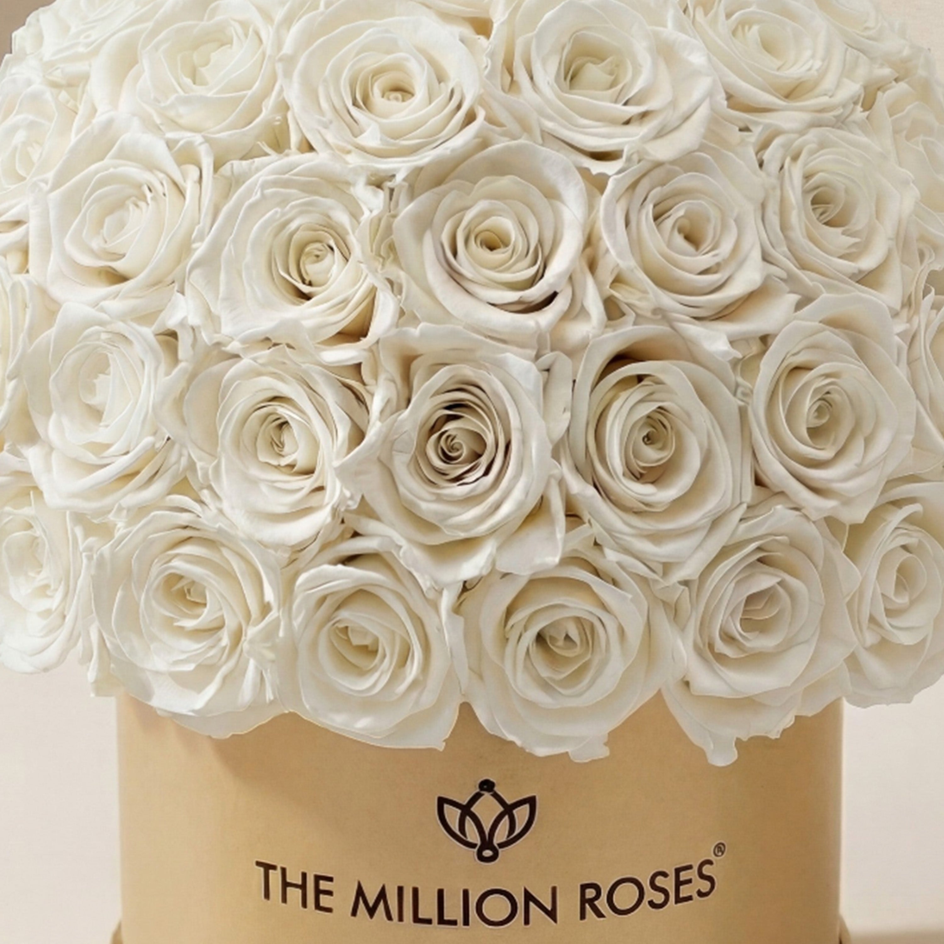 Classic Gold Superdome Box | White Roses