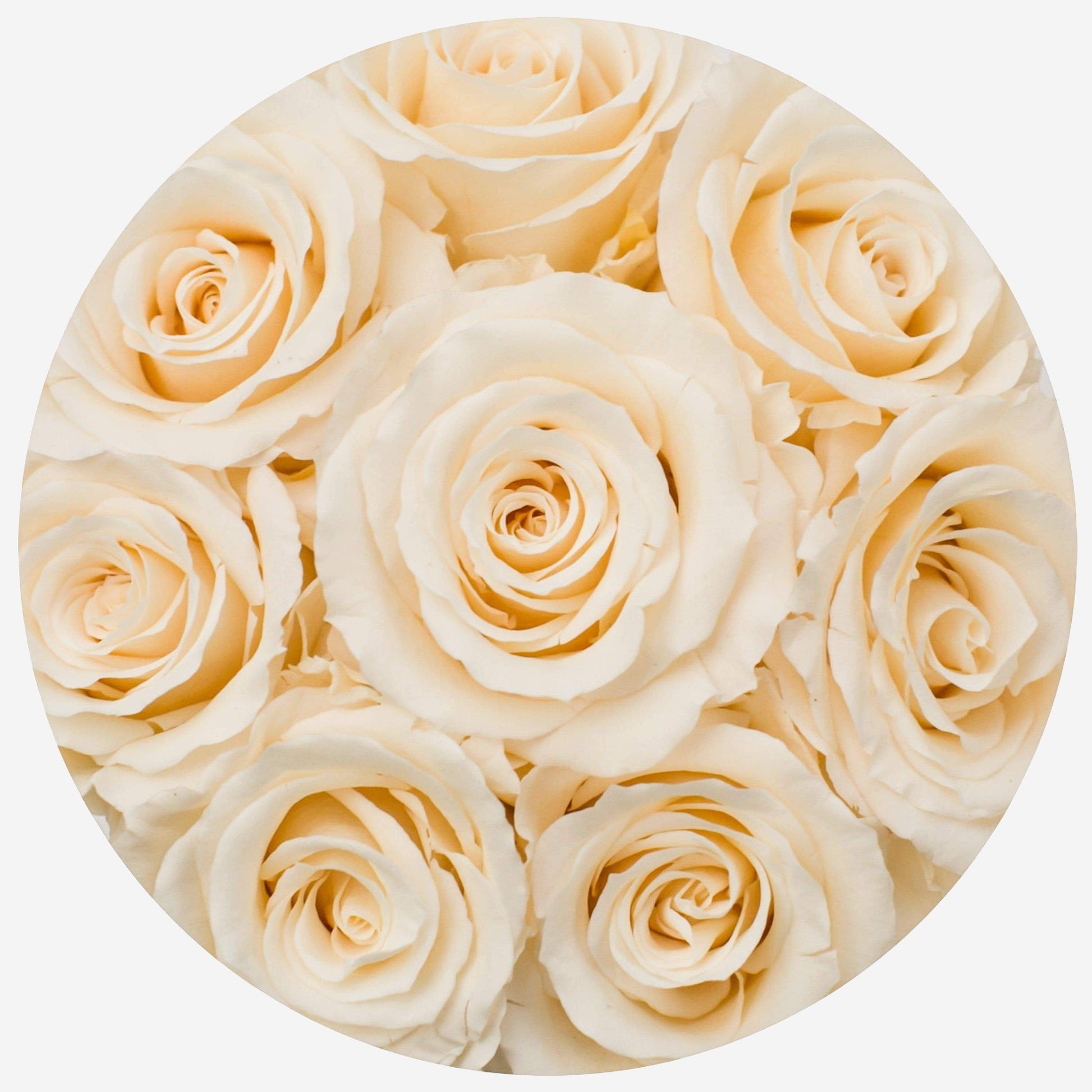 Basic Black Box | Ivory Roses - The Million Roses
