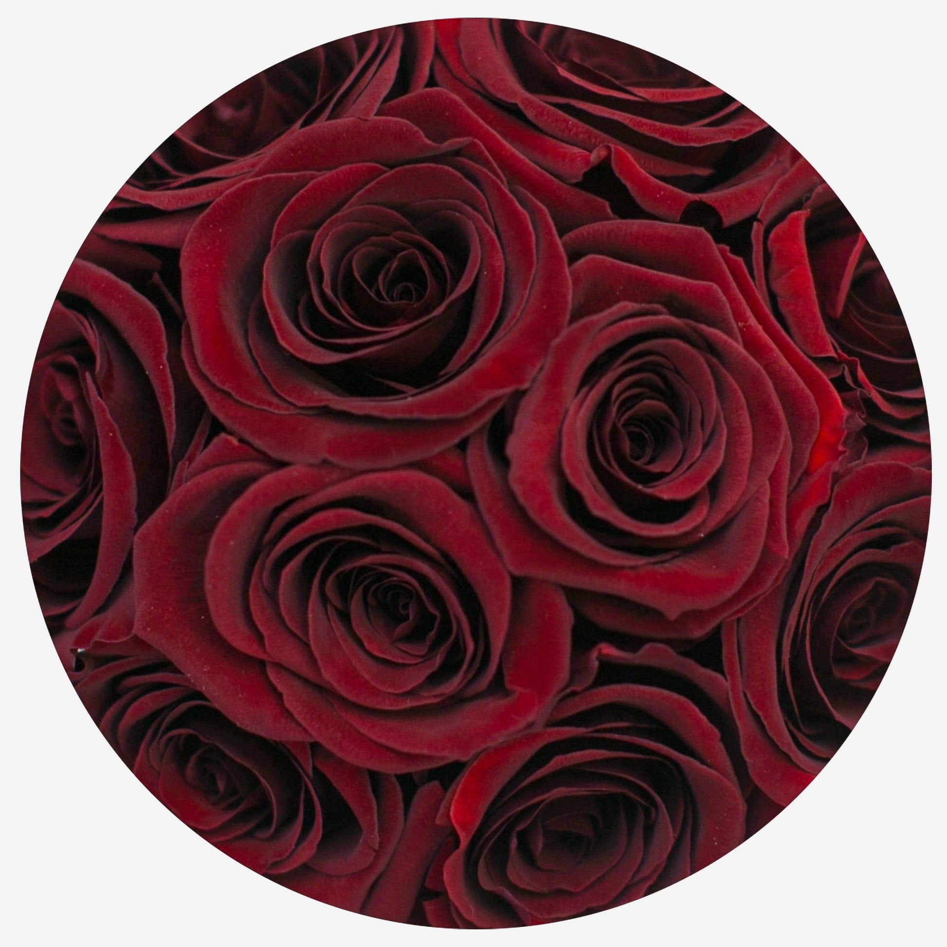 Basic White Box | Love Edition | Red Roses - The Million Roses