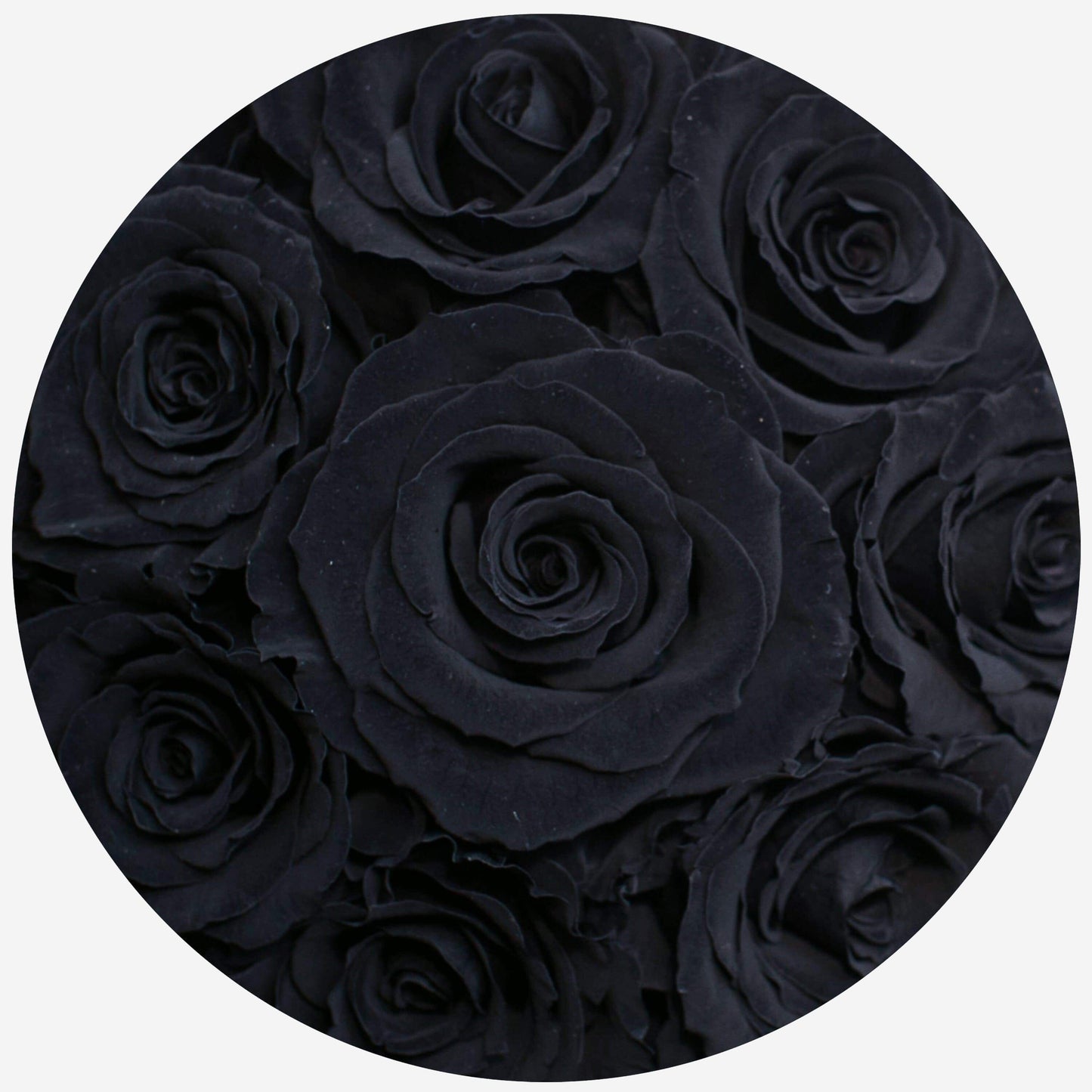 Basic Gold Box | Black Roses - The Million Roses