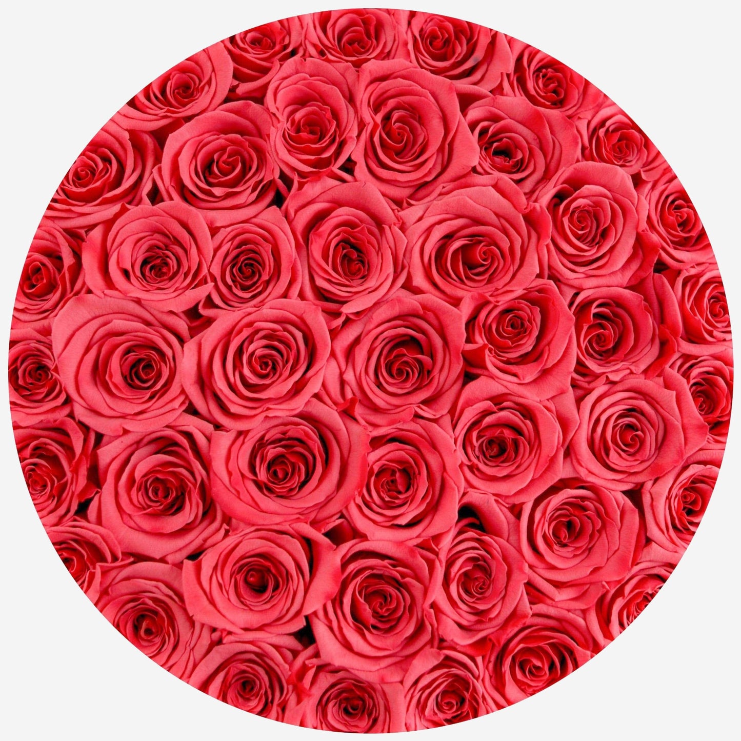 Supreme White Box | Coral Roses - The Million Roses