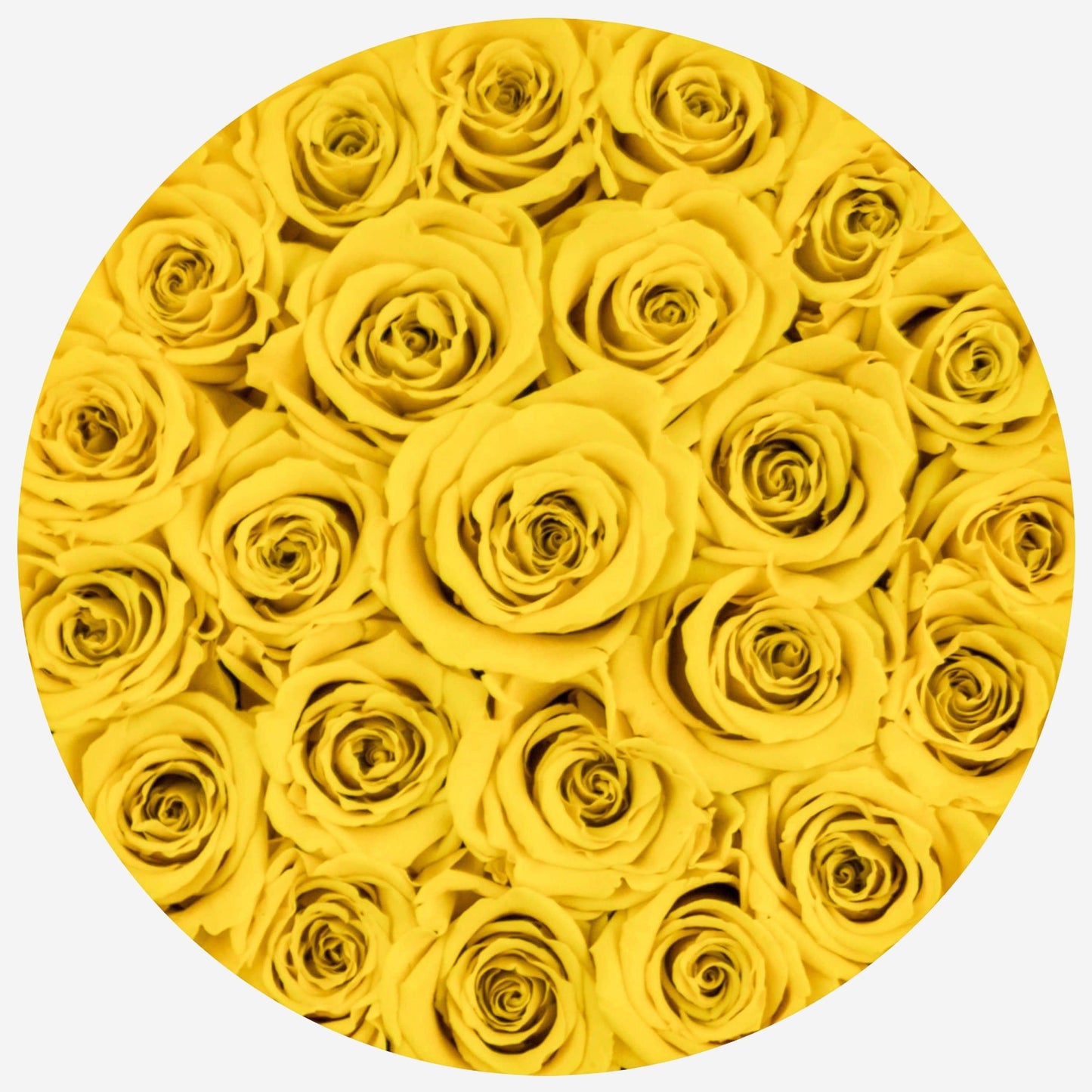 Classic White Box | Yellow Roses - The Million Roses