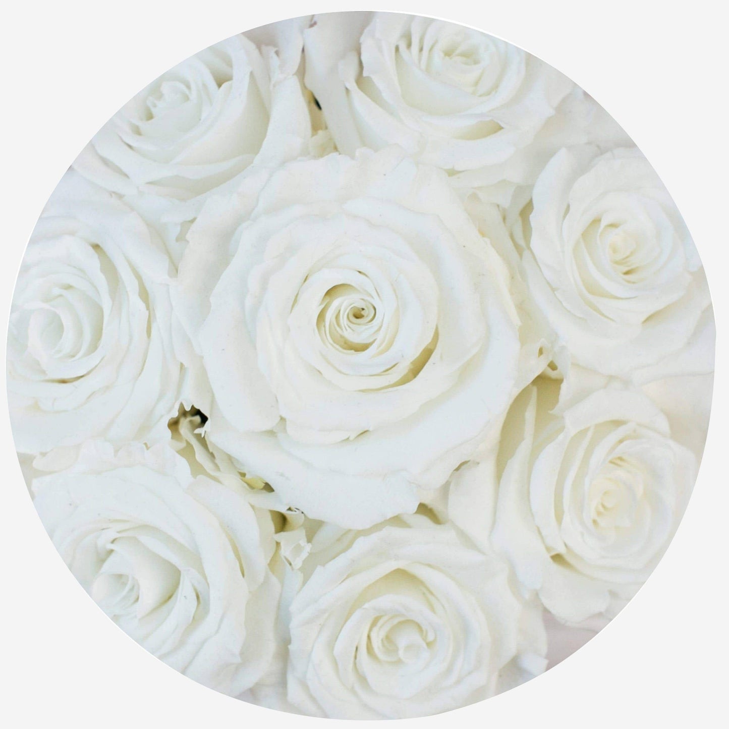 Basic Hot Pink Suede Box | White Roses - The Million Roses
