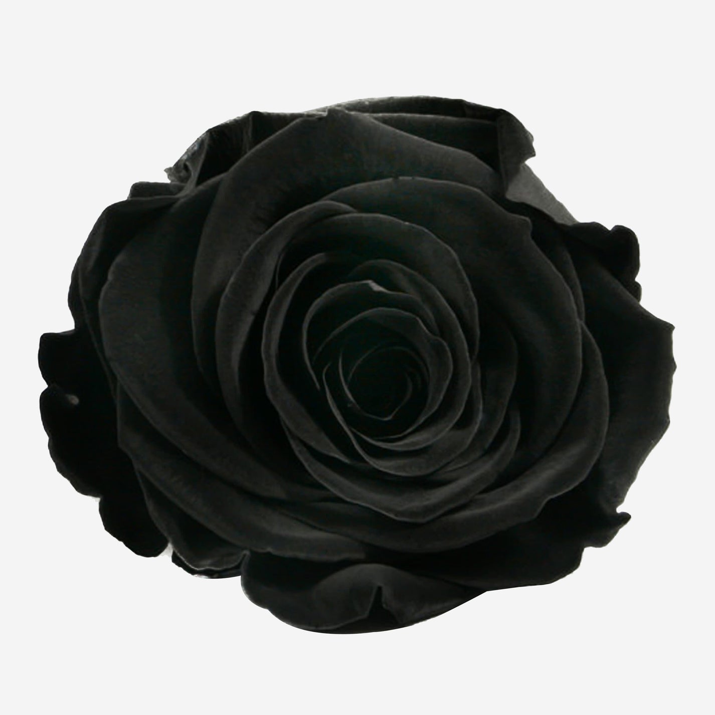 Long Stem Roses | Black Roses | The Million Roses